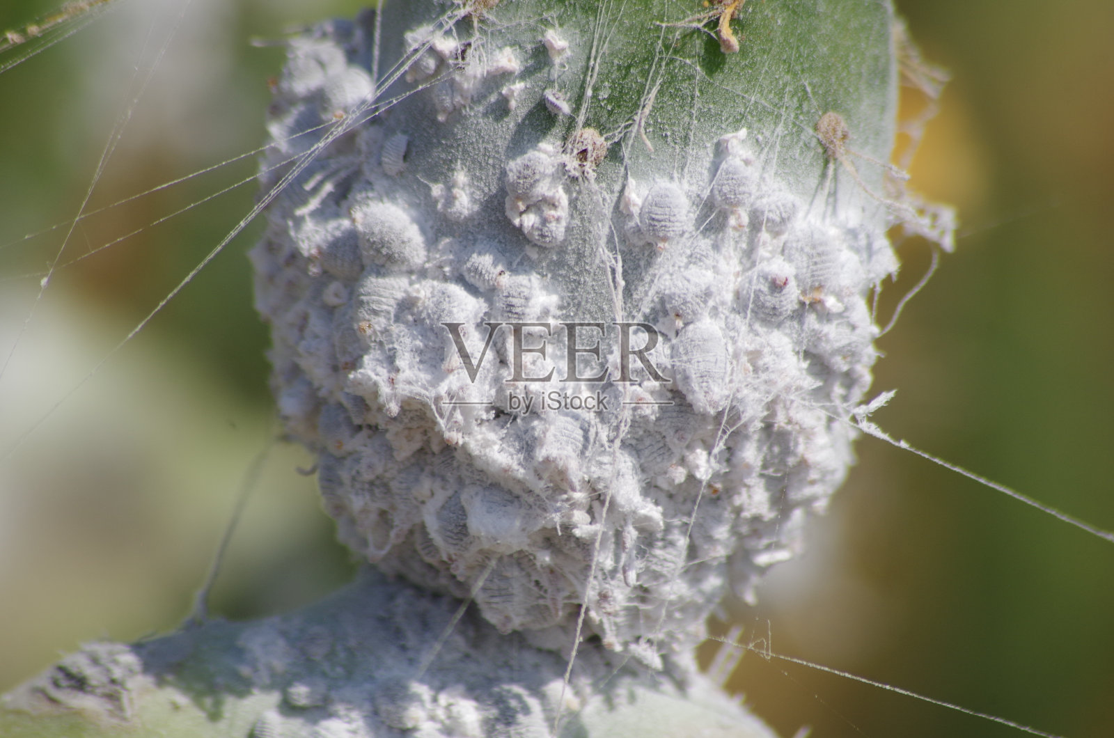 科切尼尔斯柴尔德劳斯照片摄影图片