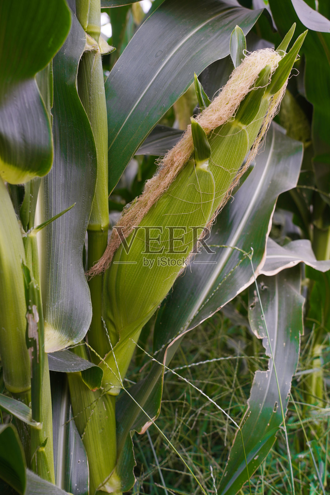 有机玉米在农田秸秆田。为人类提供健康和健康的食物。照片摄影图片