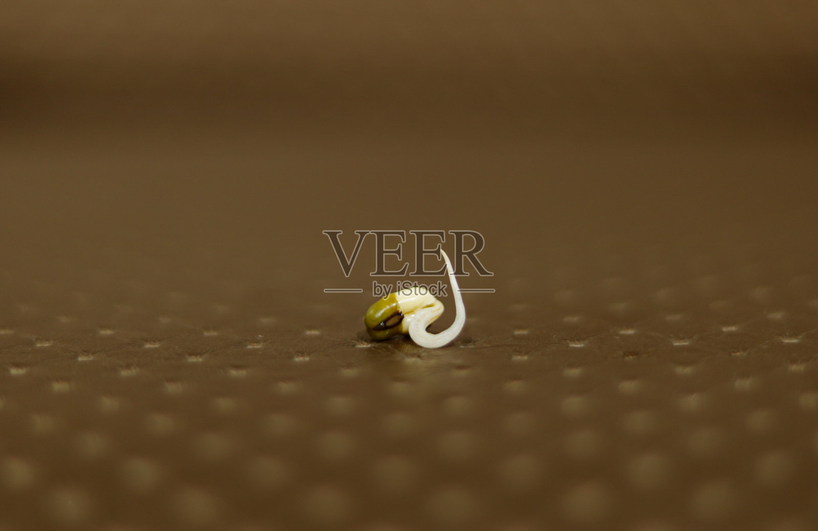 健康的芽在模糊的背景照片摄影图片