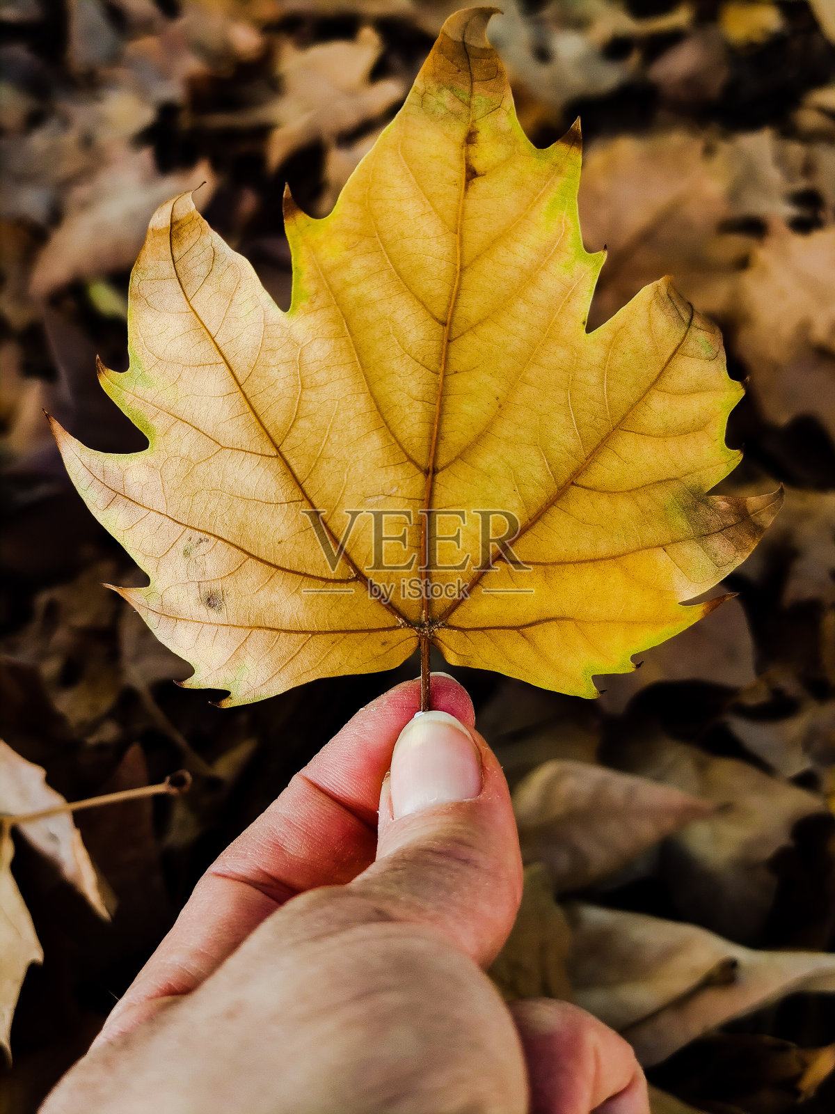 秋天的落叶照片摄影图片