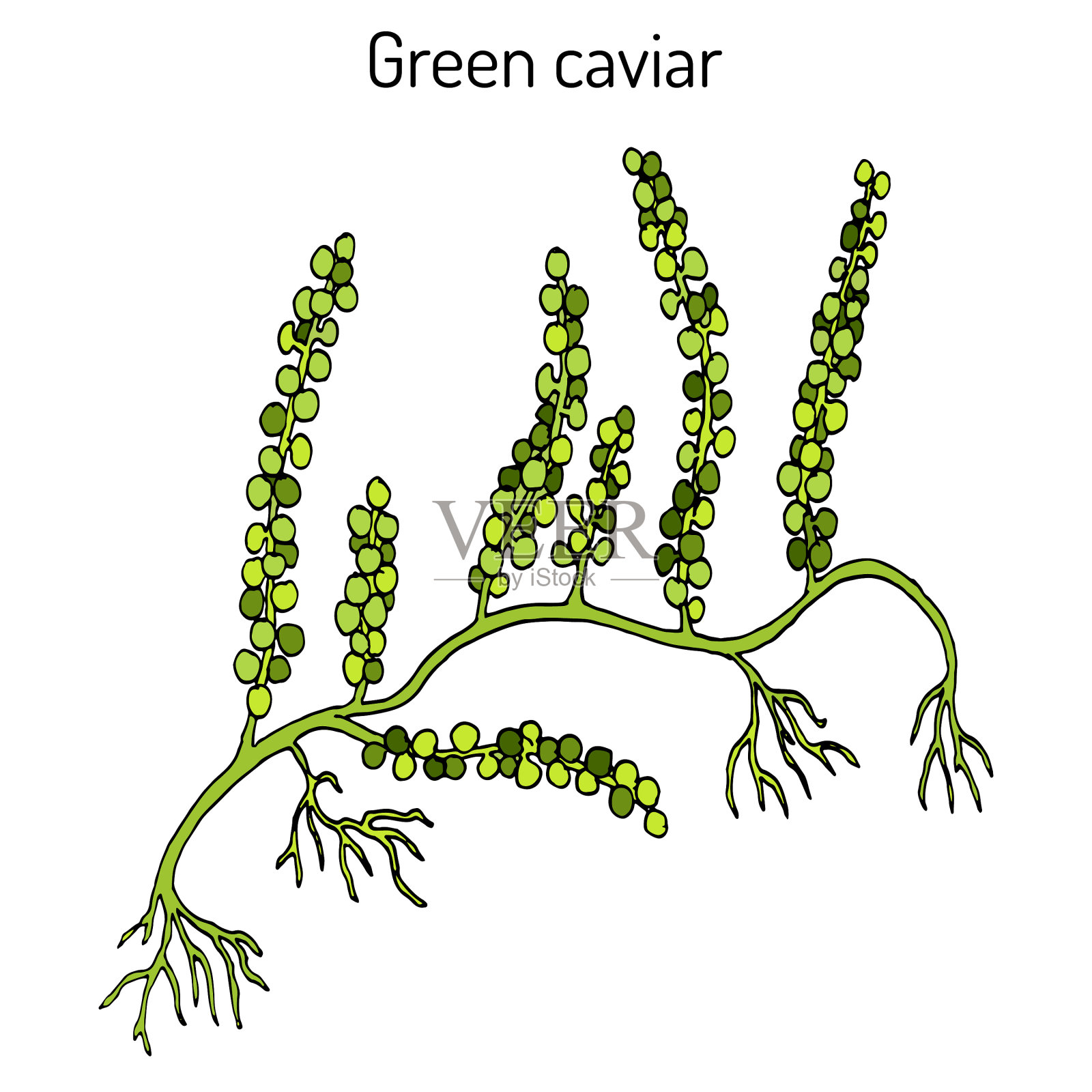 海葡萄或绿鱼子酱小扁豆插画图片素材
