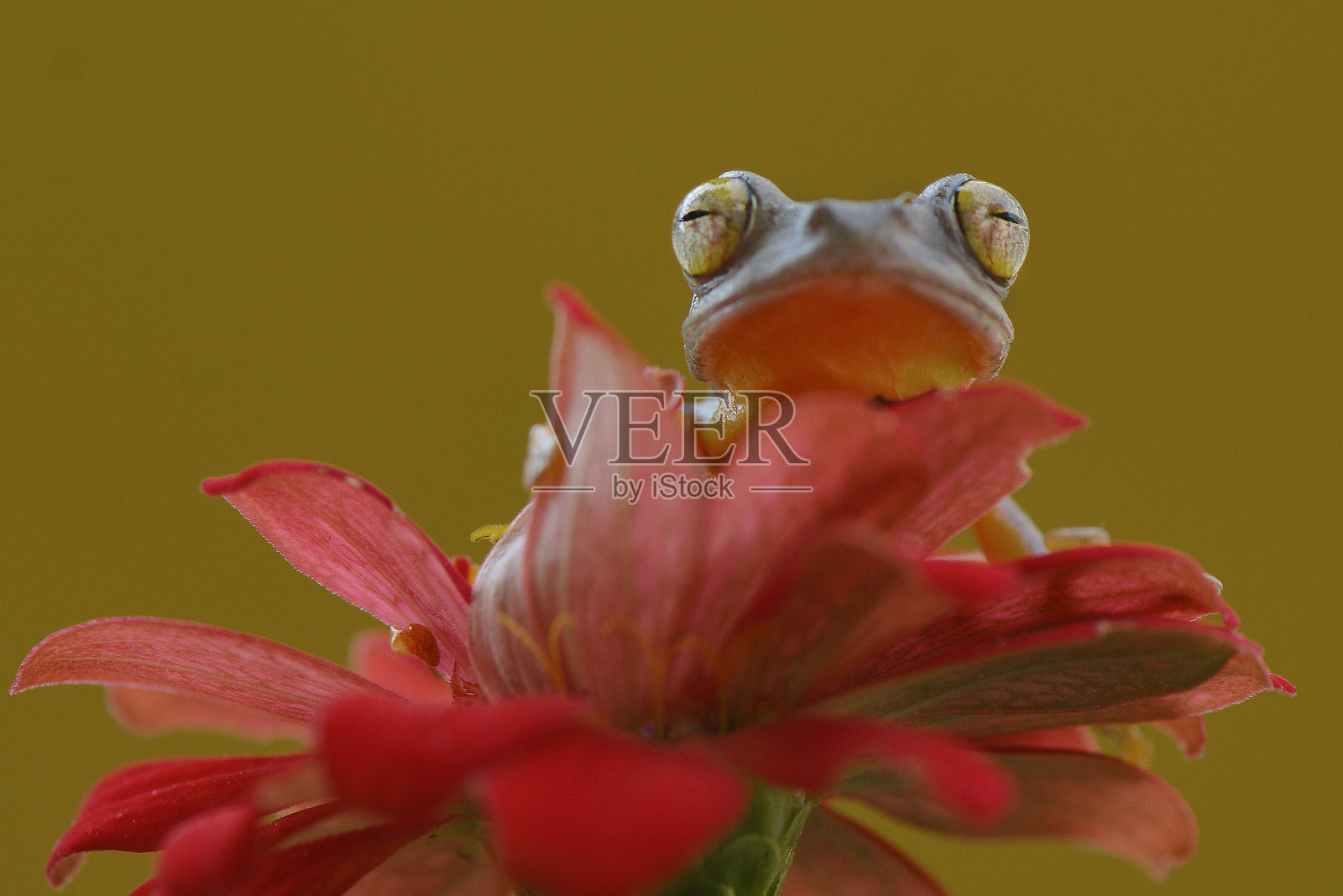 青蛙在红花上照片摄影图片