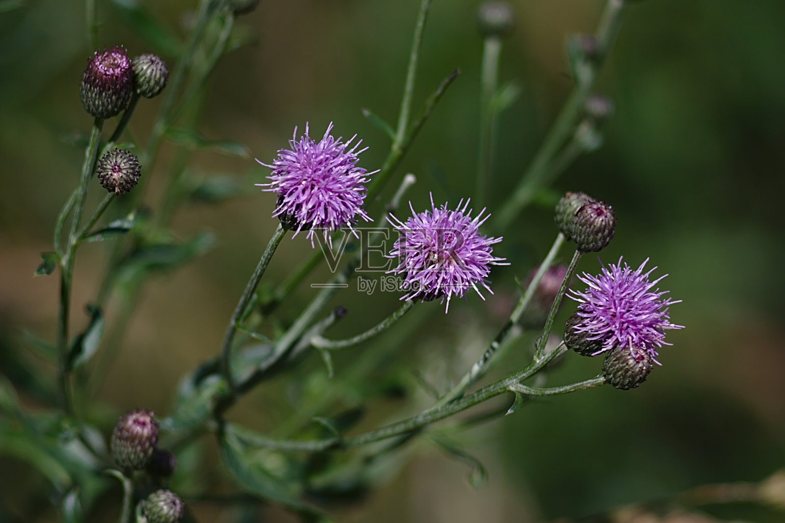 一种多刺植物的美丽的紫丁香花照片摄影图片