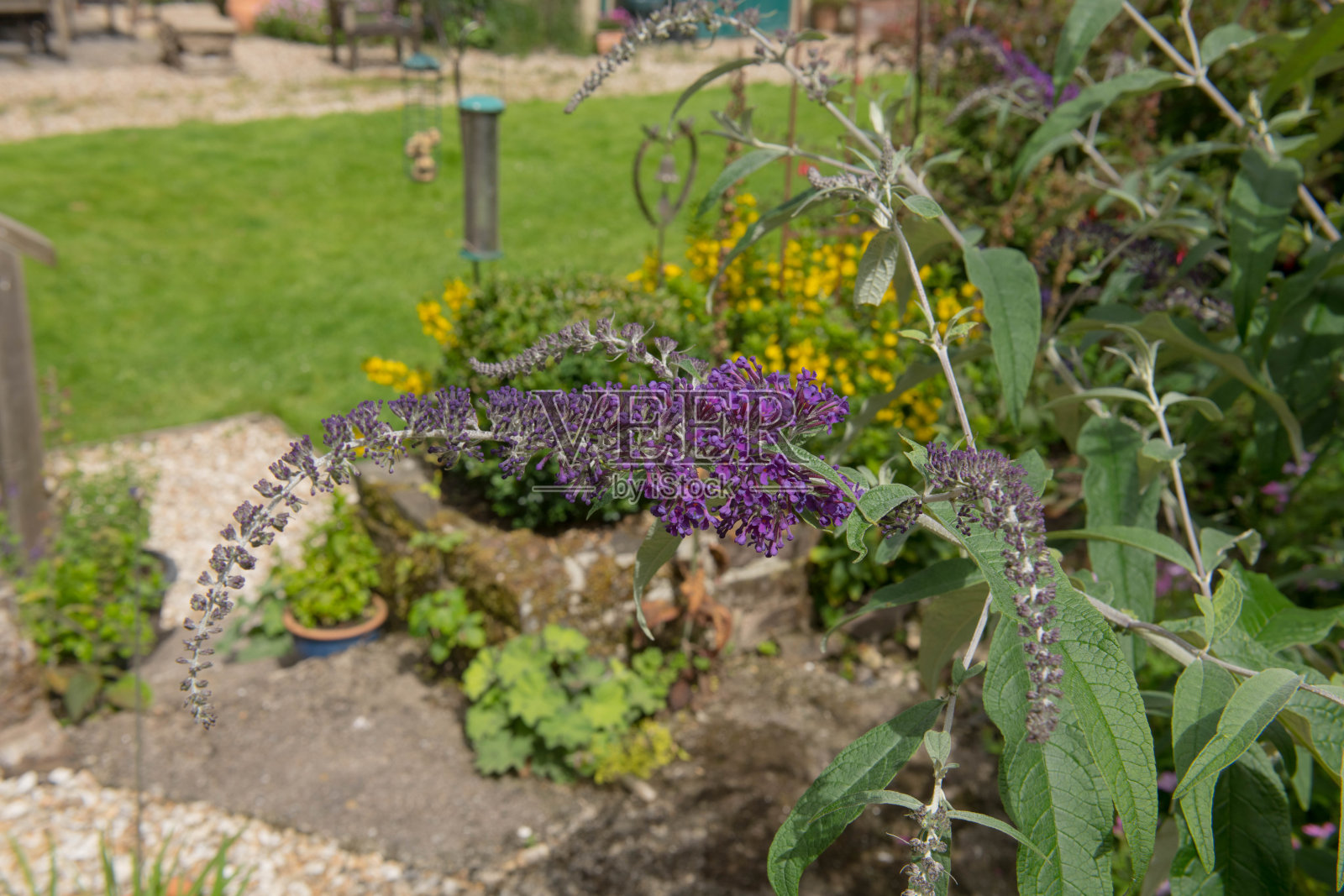 在英国德文郡的乡村别墅花园中,一种蝴蝶灌木或佛陀属植物的夏季开花的紫色花头照片摄影图片