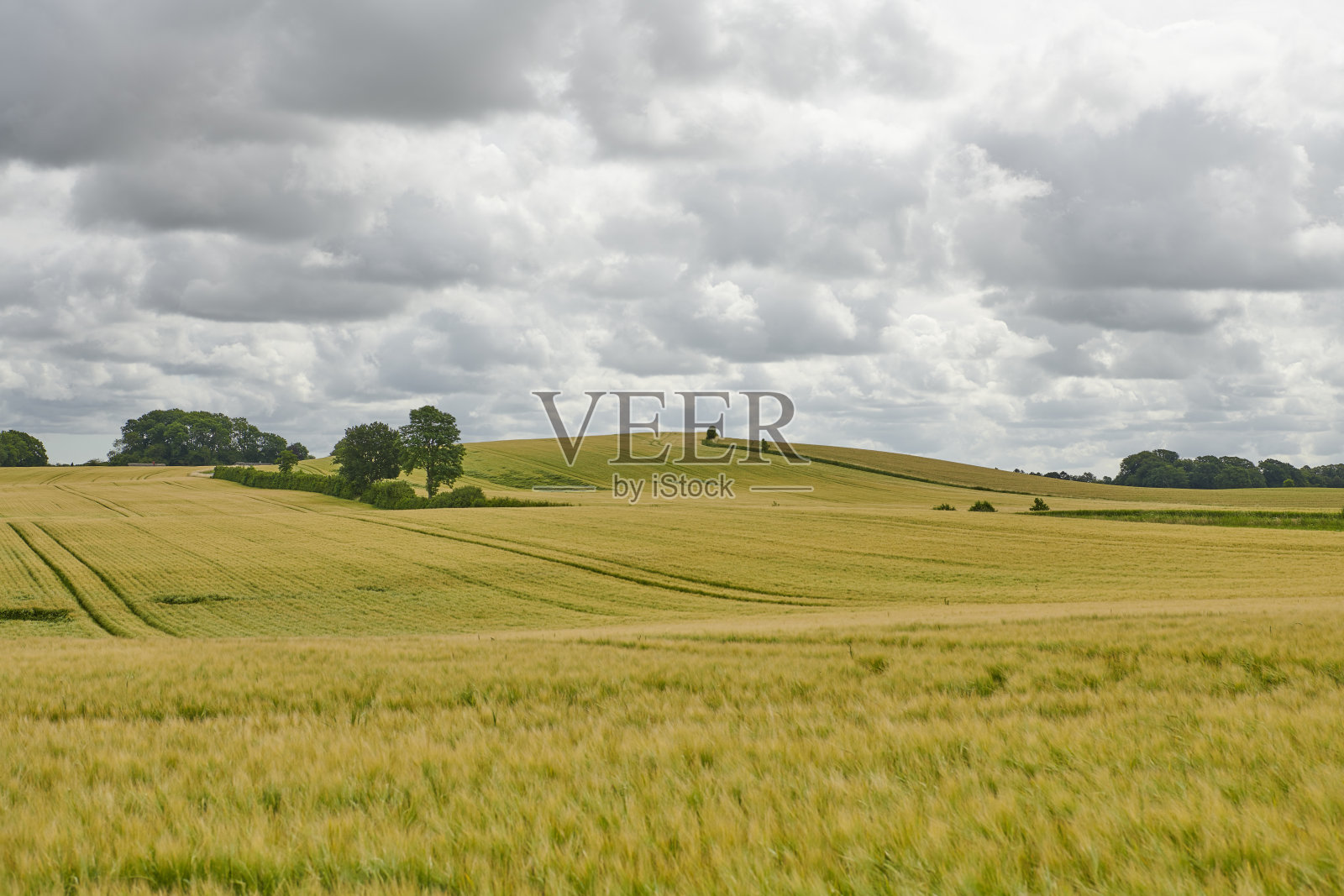 大麦作物田照片摄影图片