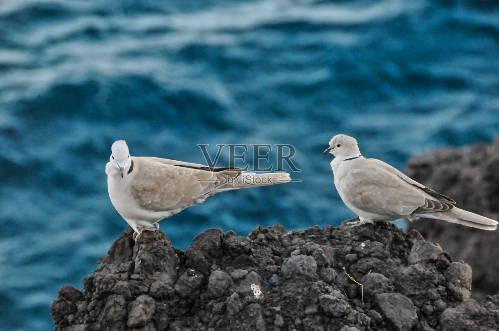 鸽子照片摄影图片