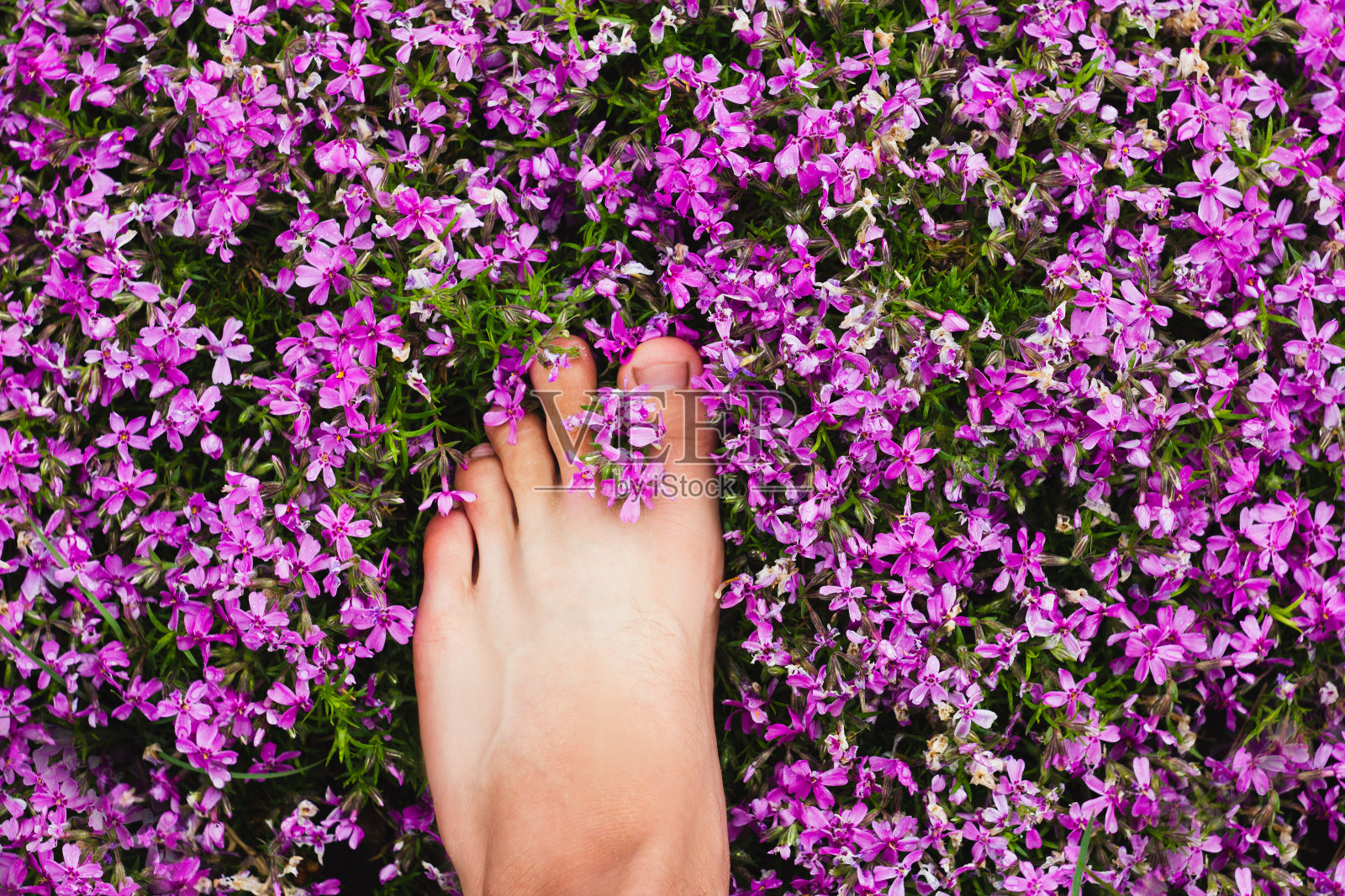 腿在鲜花户外为您的独特文字的地方。照片摄影图片