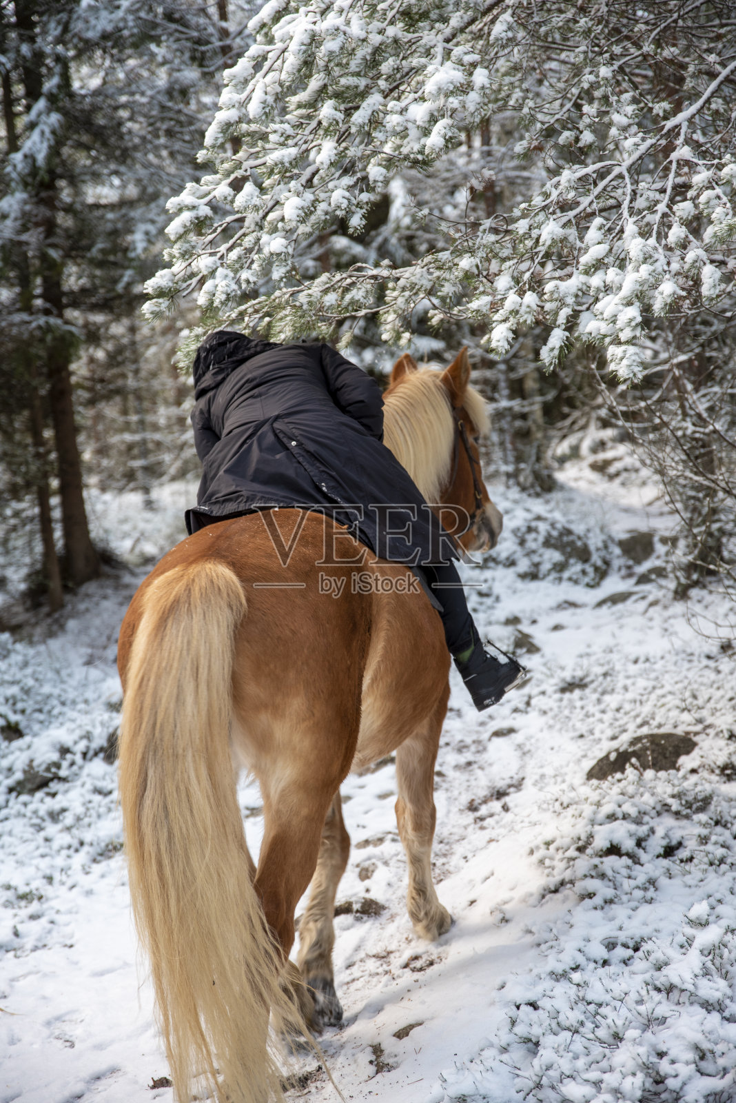 冬天在森林里骑马的女人照片摄影图片