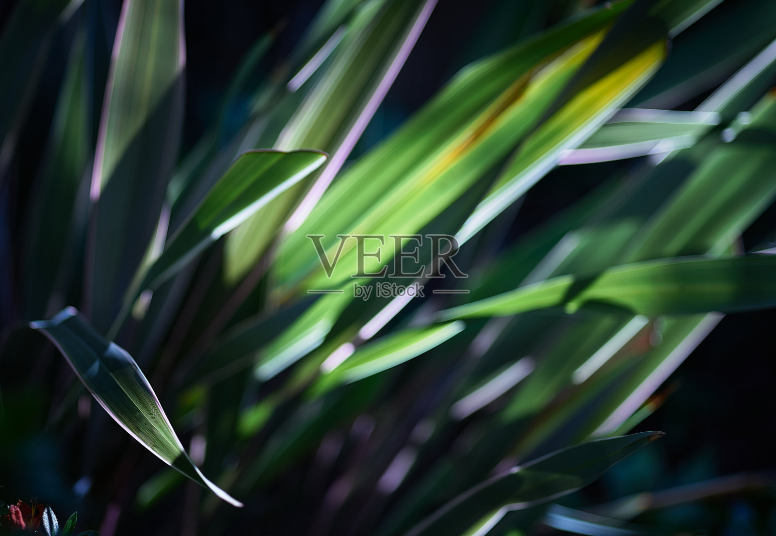 新西兰亚麻照片摄影图片