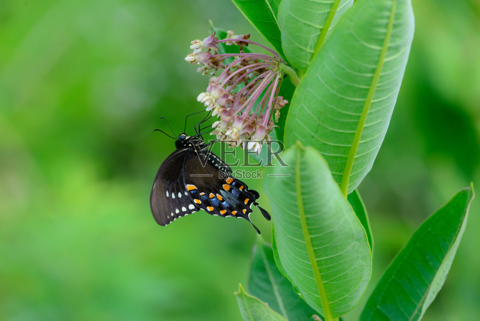 一种普通马利筋上的东部黑燕尾蝶。照片摄影图片