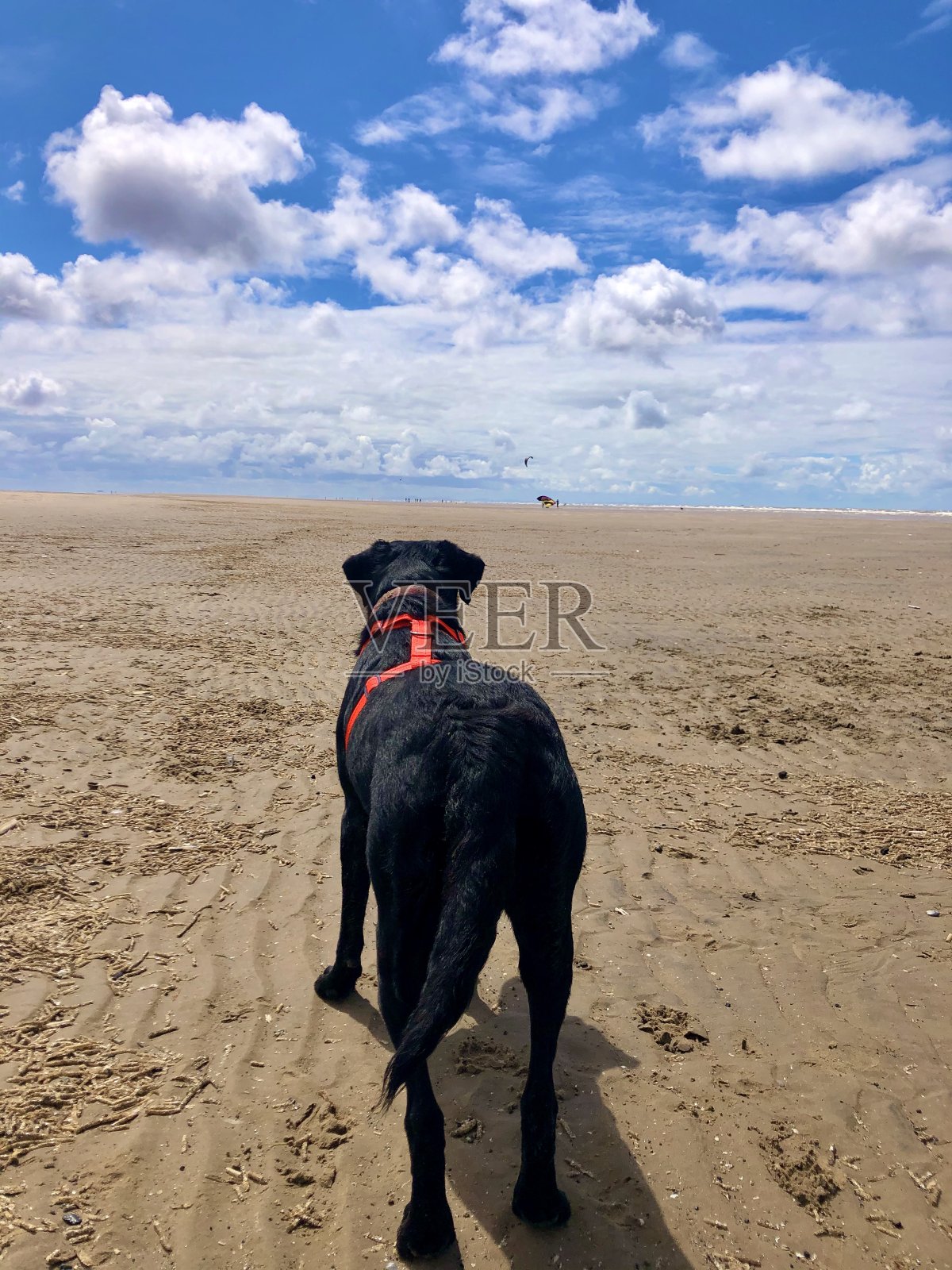 看我沿着海滩奔跑照片摄影图片