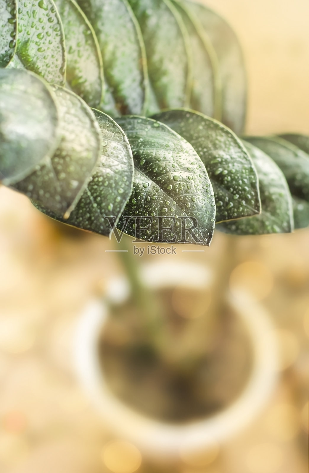 室内植物的叶子照片摄影图片