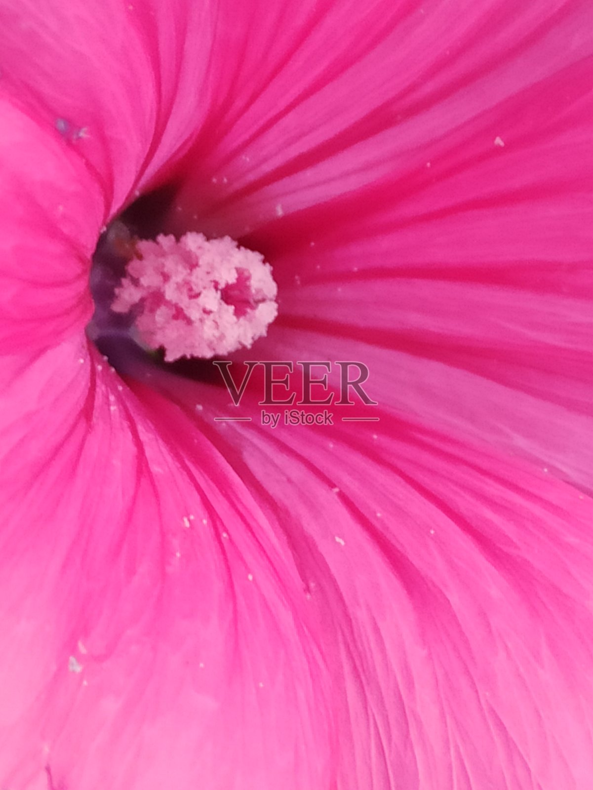 佩妮照片摄影图片