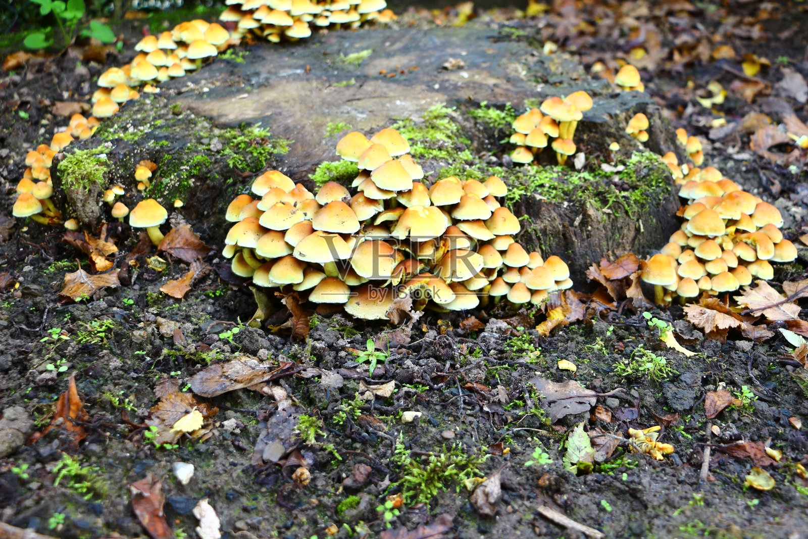 秋天树干上的蘑菇照片摄影图片