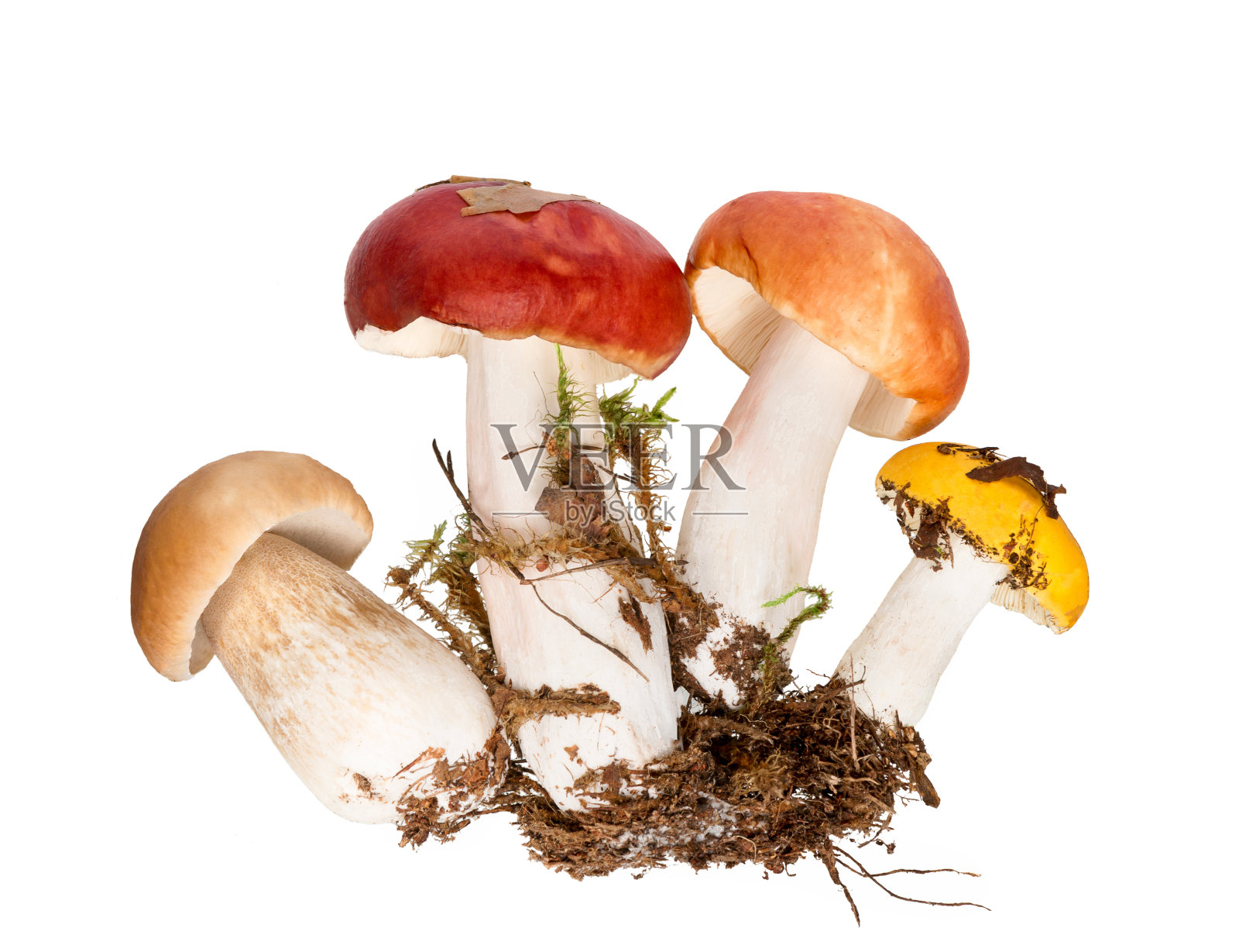 蘑菇孤立在白色背景上。照片摄影图片