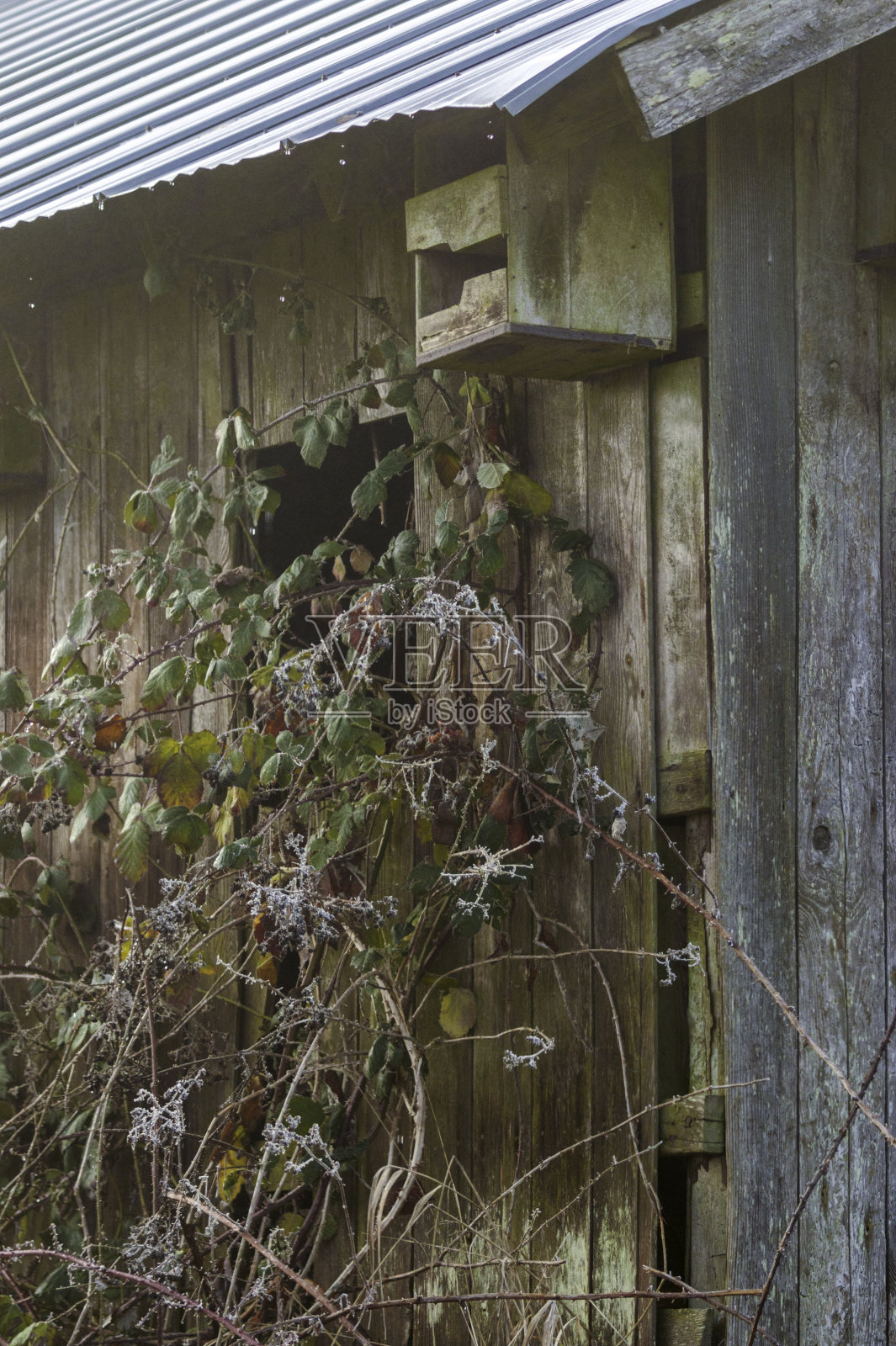 近处杂草丛生的谷仓墙与风化的灰色木材。照片摄影图片