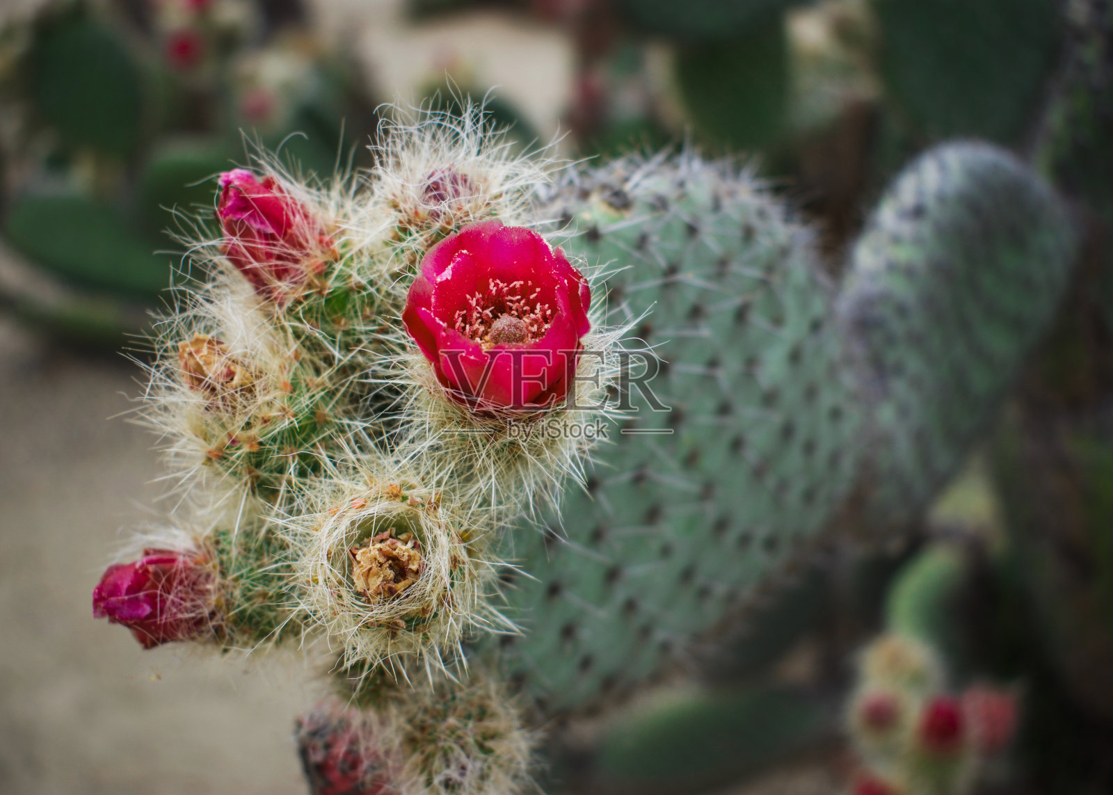 沙漠里的仙人掌照片摄影图片