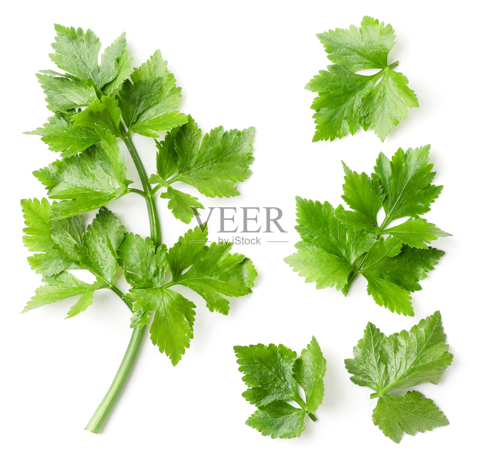 芹菜设置在白色背景。从上面看照片摄影图片