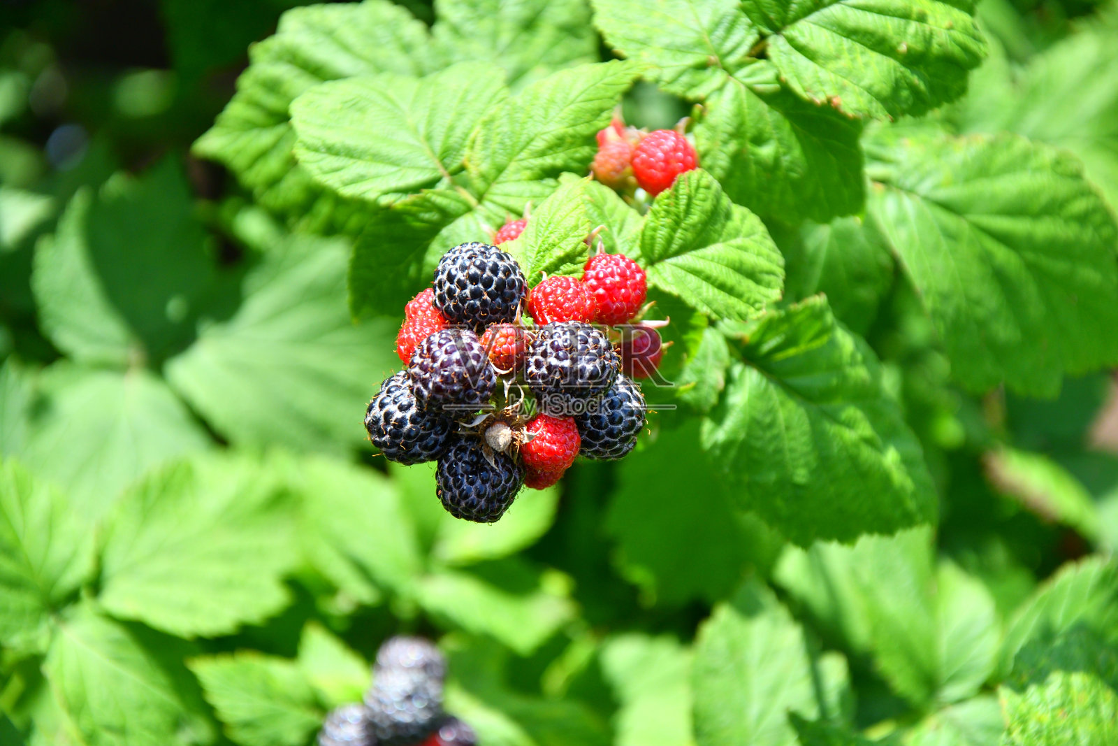 夏天花园里的黑莓照片摄影图片