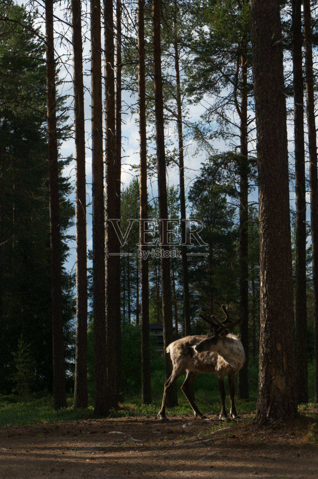 驯鹿在芬兰照片摄影图片