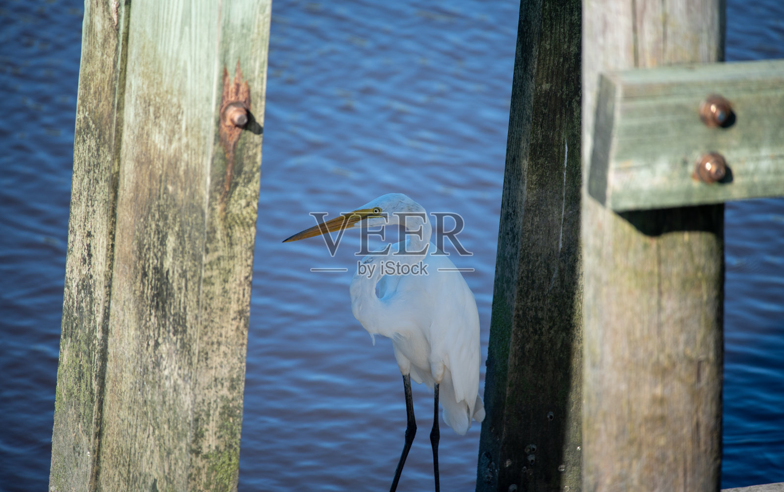 亨廷顿大白鹭海滩照片摄影图片