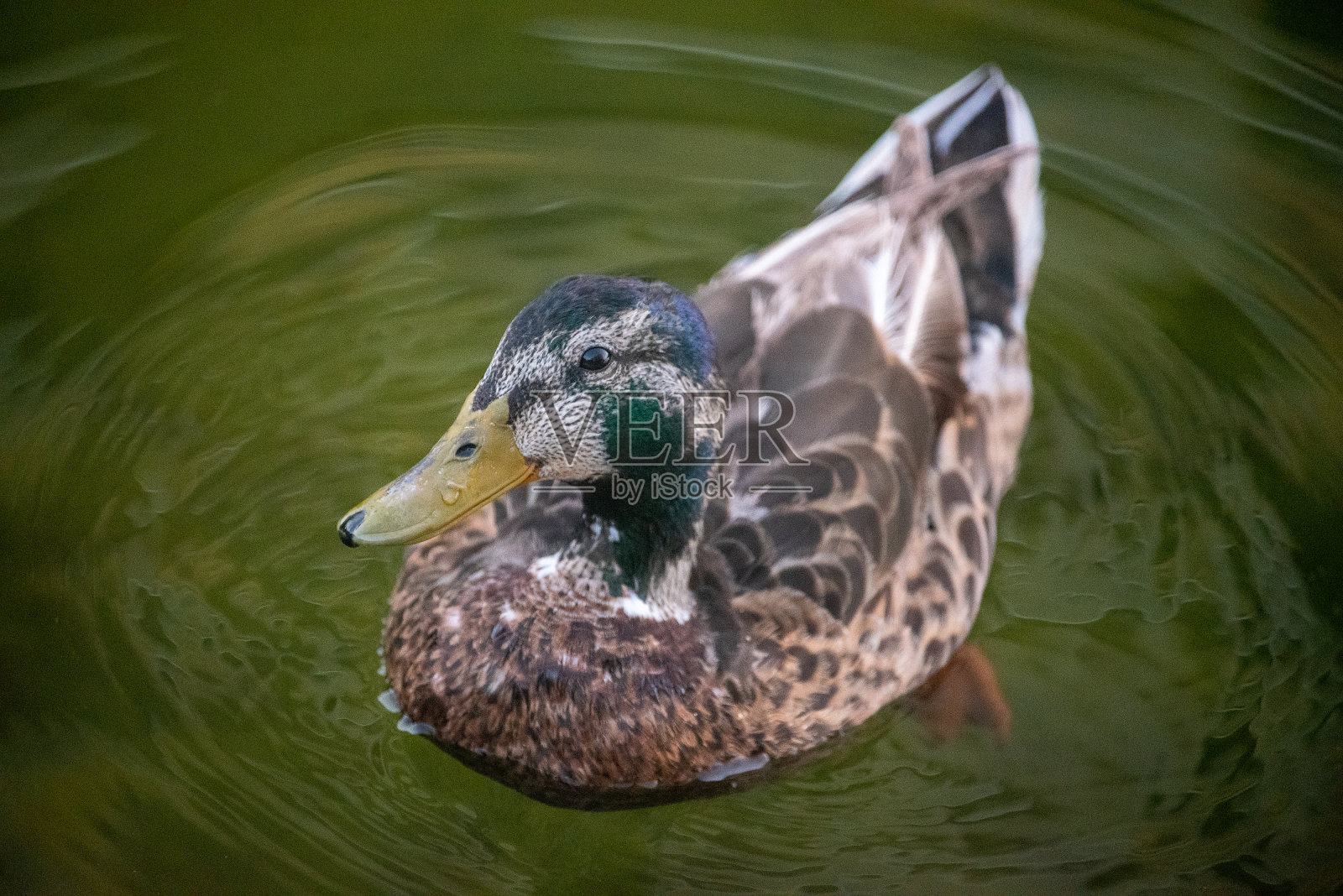 有趣的鸭子照片摄影图片