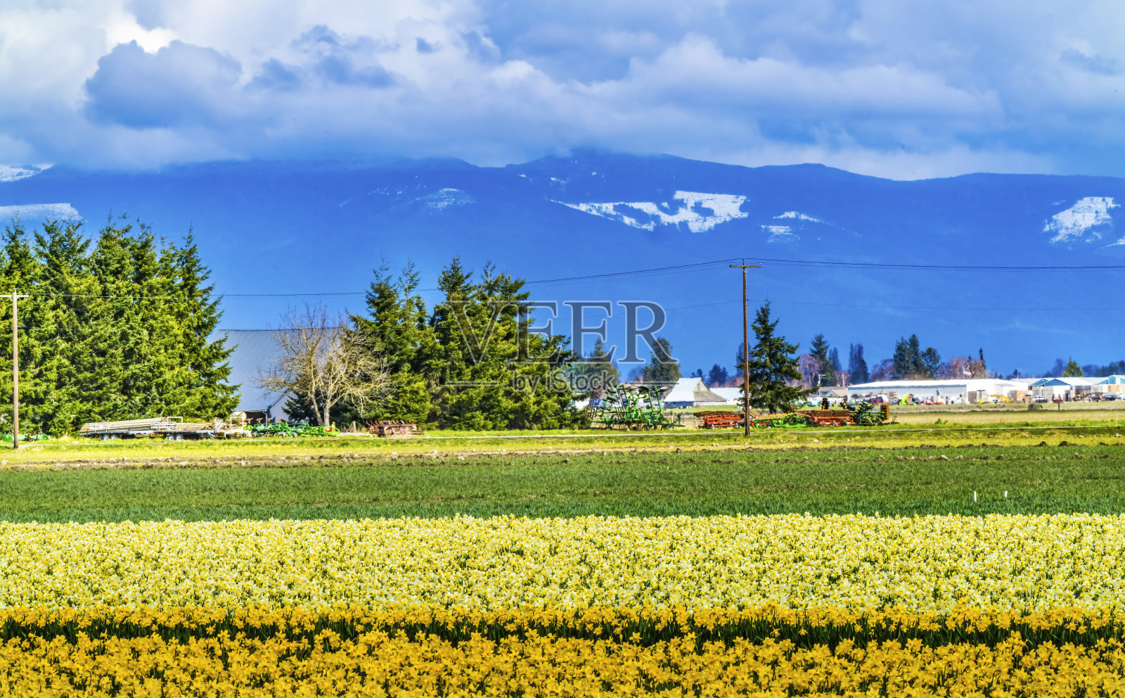 黄水仙的田野花斯卡吉特山谷华盛顿州照片摄影图片