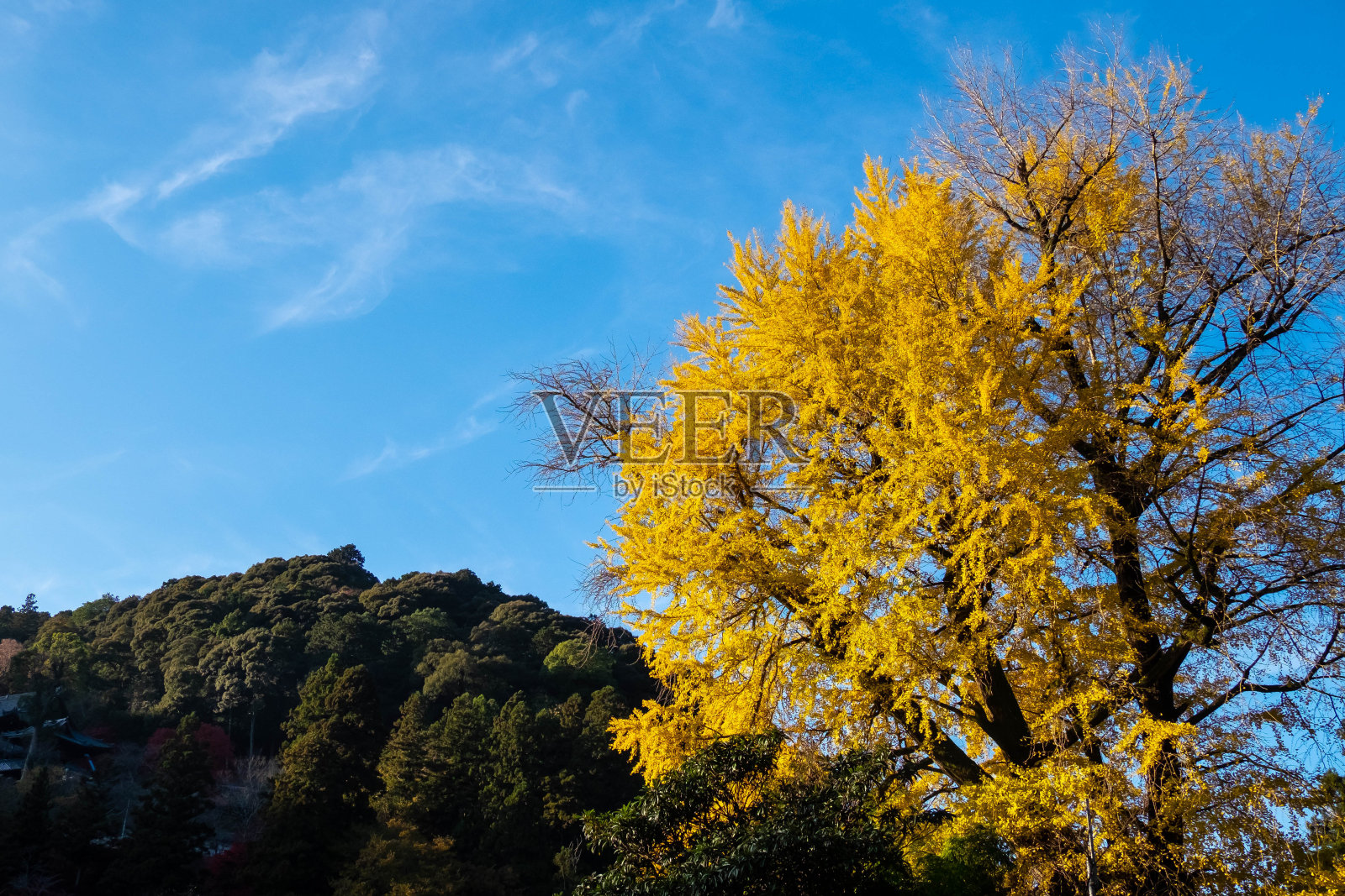蓝色的天空,黄色的树和绿色的山。照片摄影图片