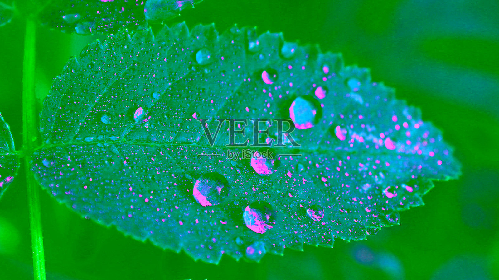 绿叶上的露珠。照片摄影图片