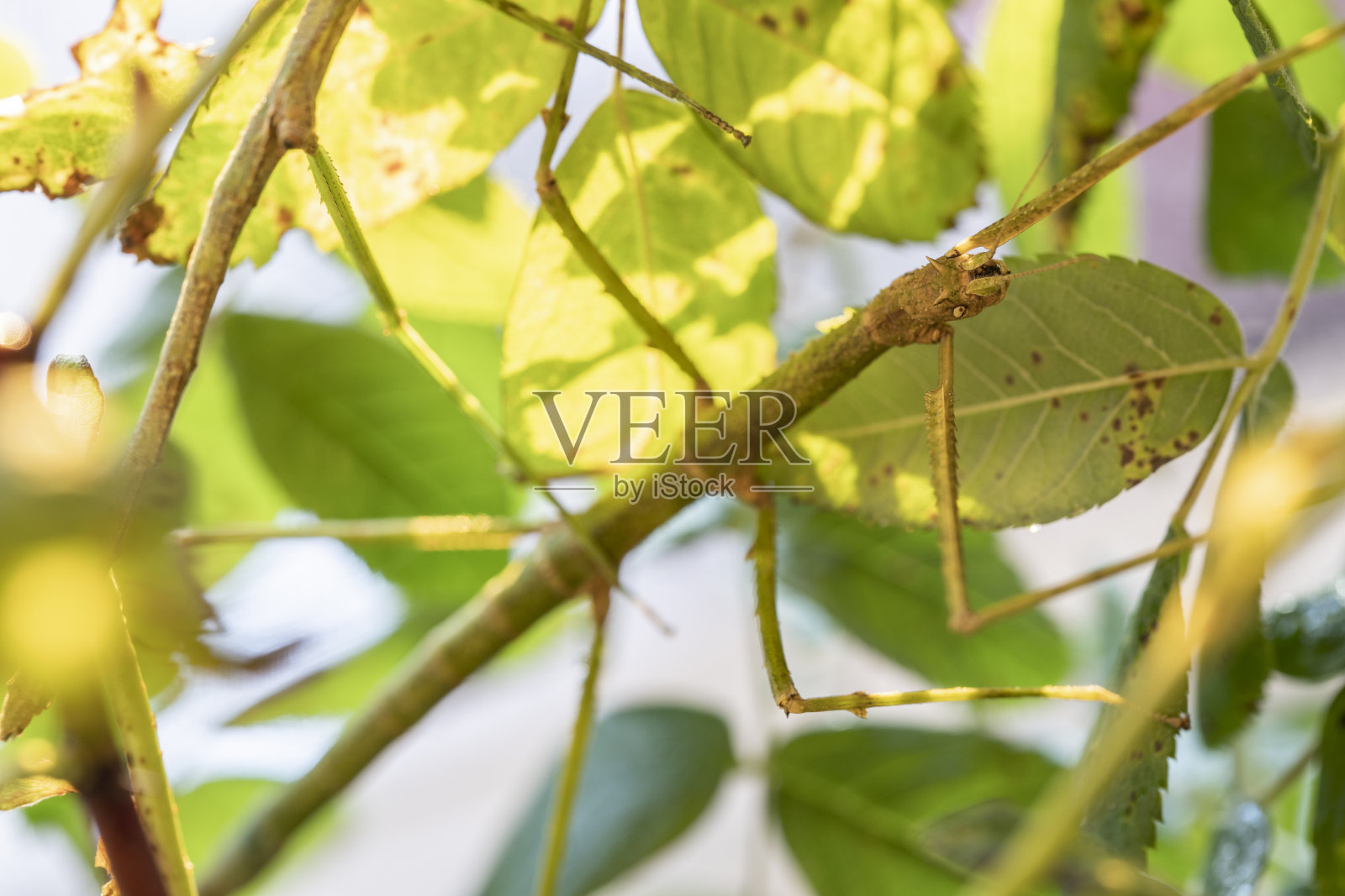 在阳光下坐在树枝上的昆虫照片摄影图片