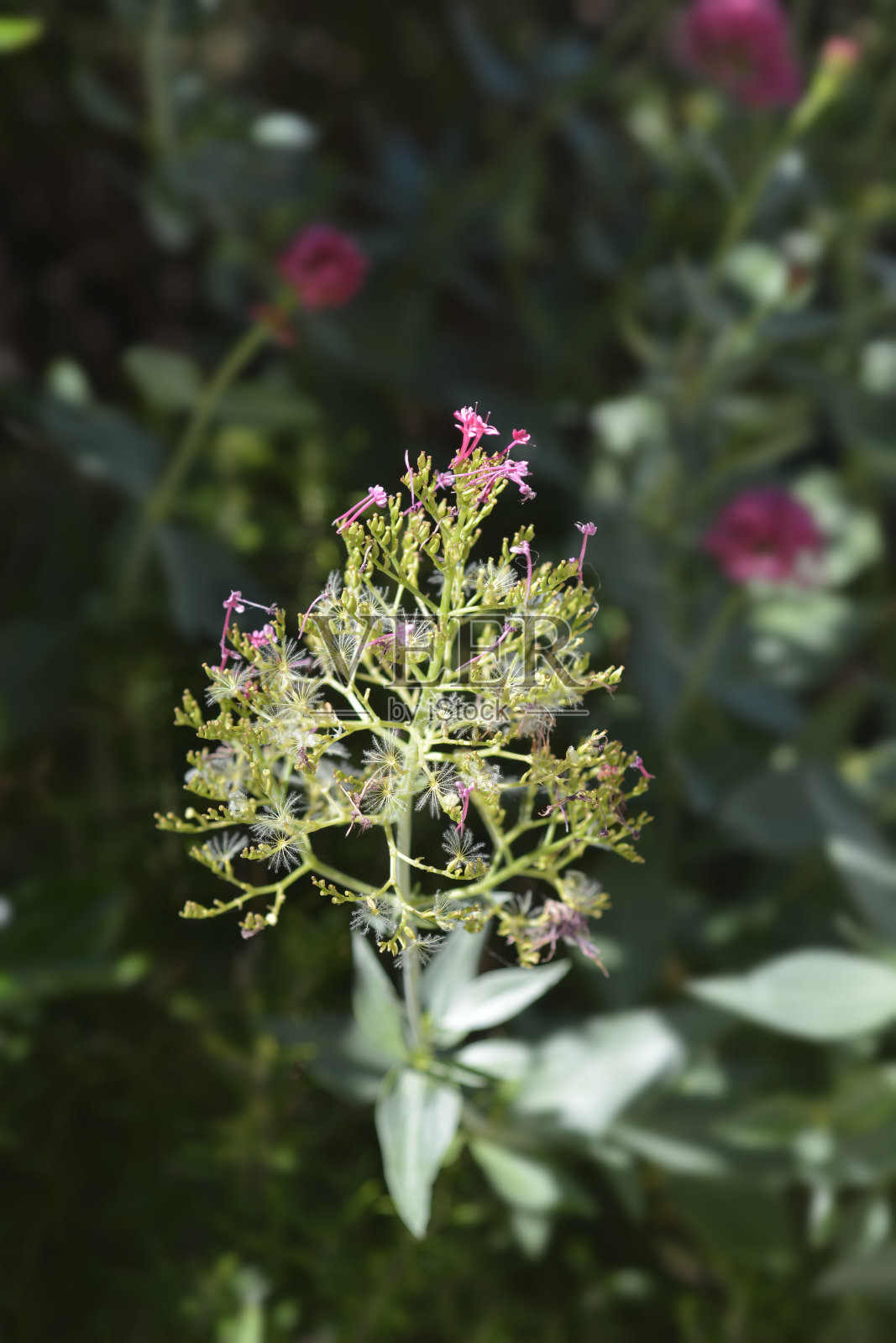 红色缬草的种子照片摄影图片