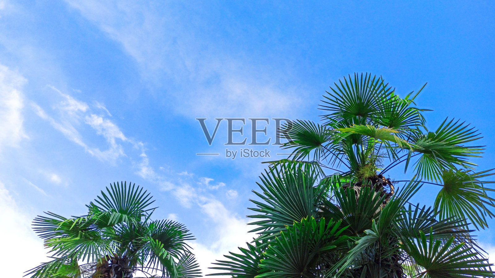 美丽的棕榈树映衬着湛蓝的天空。热带棕榈树背景。概念:夏季、假期、假期、大海、海滩、休闲。本空间照片摄影图片