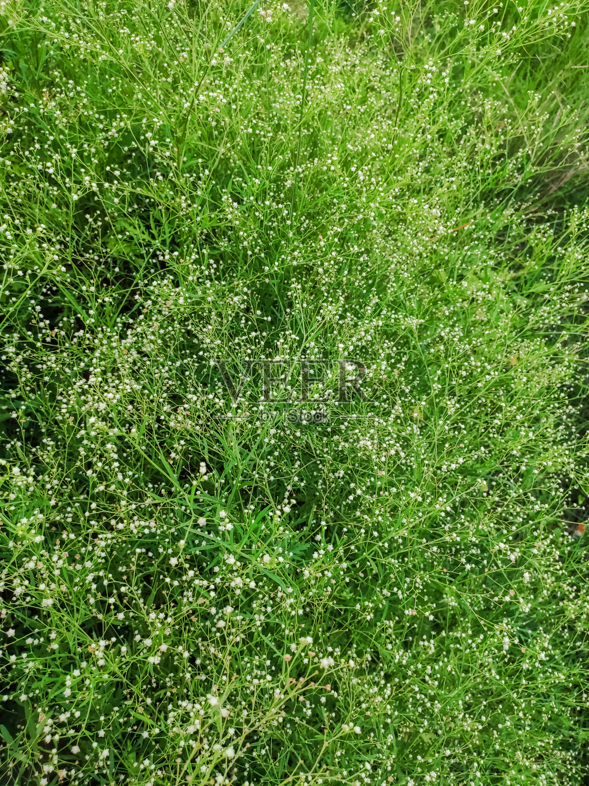 选择性地集中在小花植物上照片摄影图片