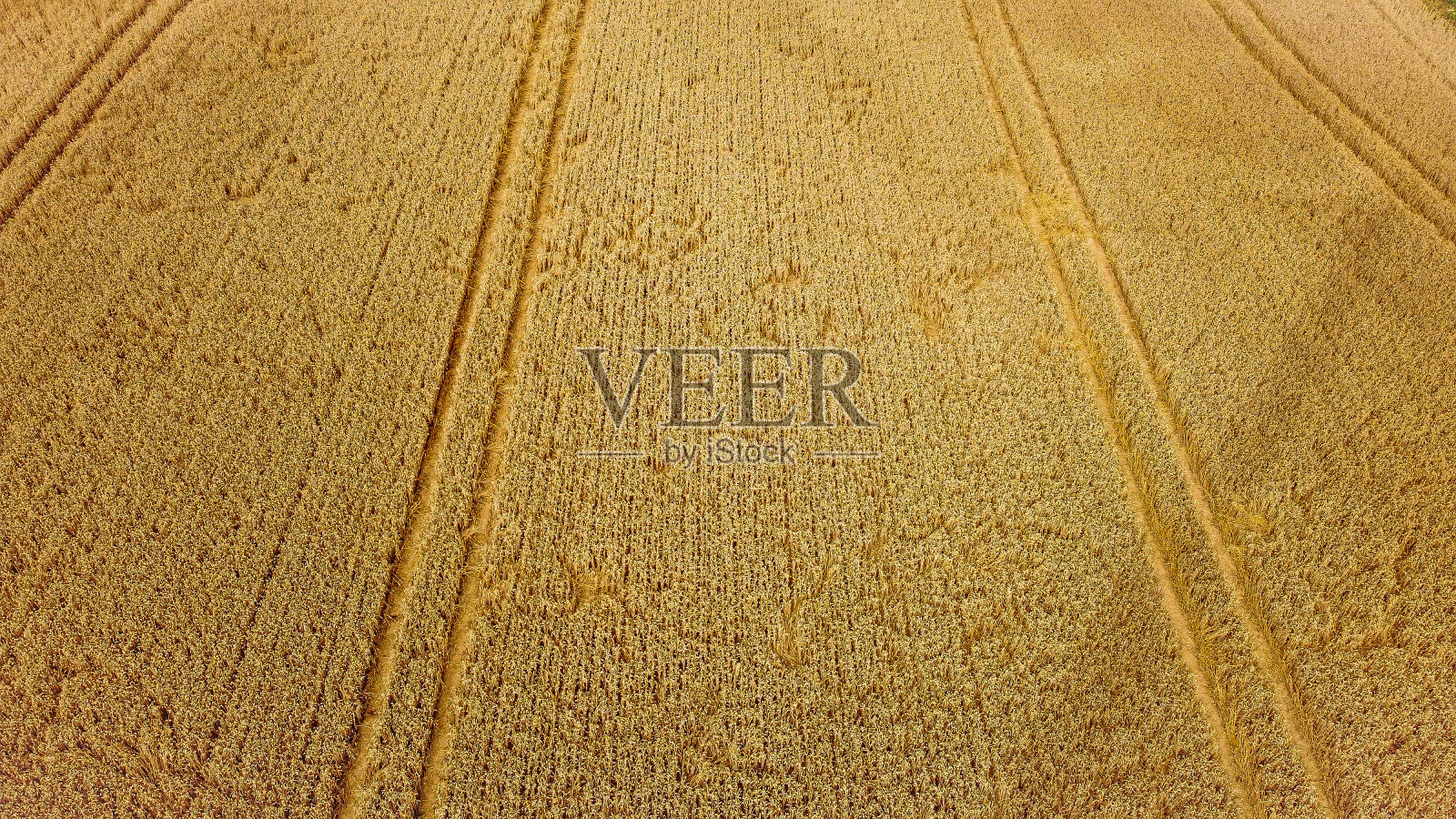 有车道的麦田-从底部到顶部的阳光照片摄影图片