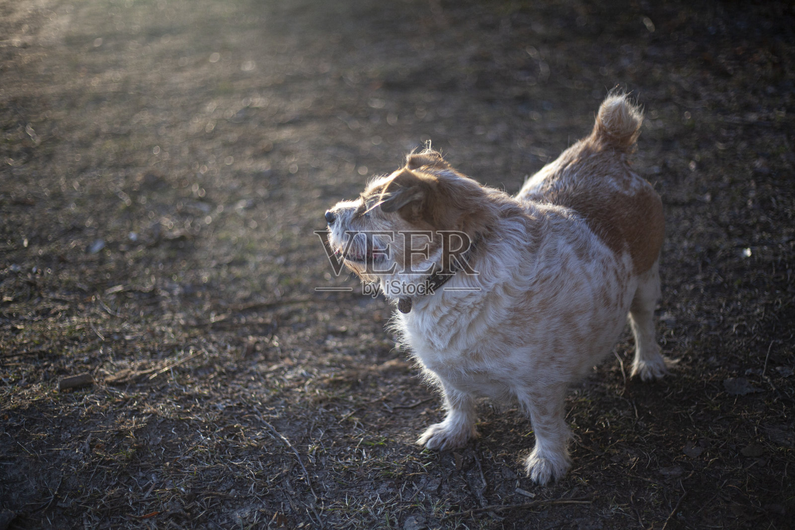 街上的小狗照片摄影图片