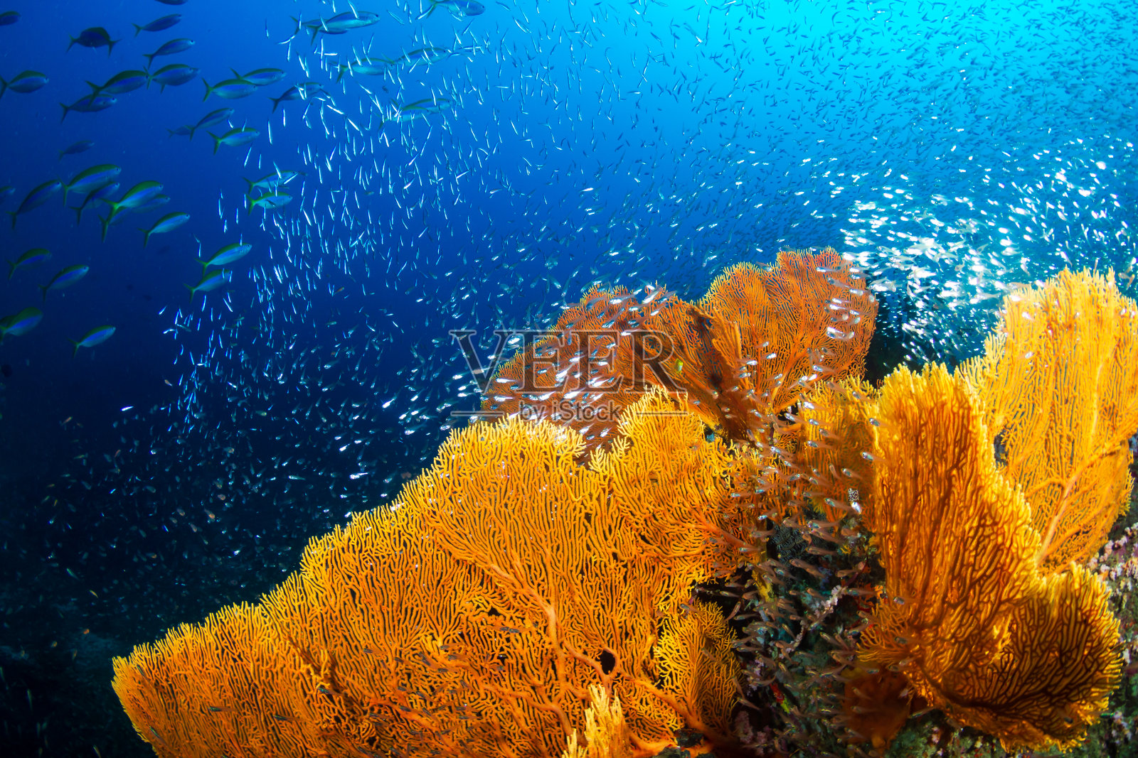 成群的热带鱼和玻璃鱼游在一个巨大的,精致的海洋在一个热带珊瑚礁在泰国的Similan群岛照片摄影图片