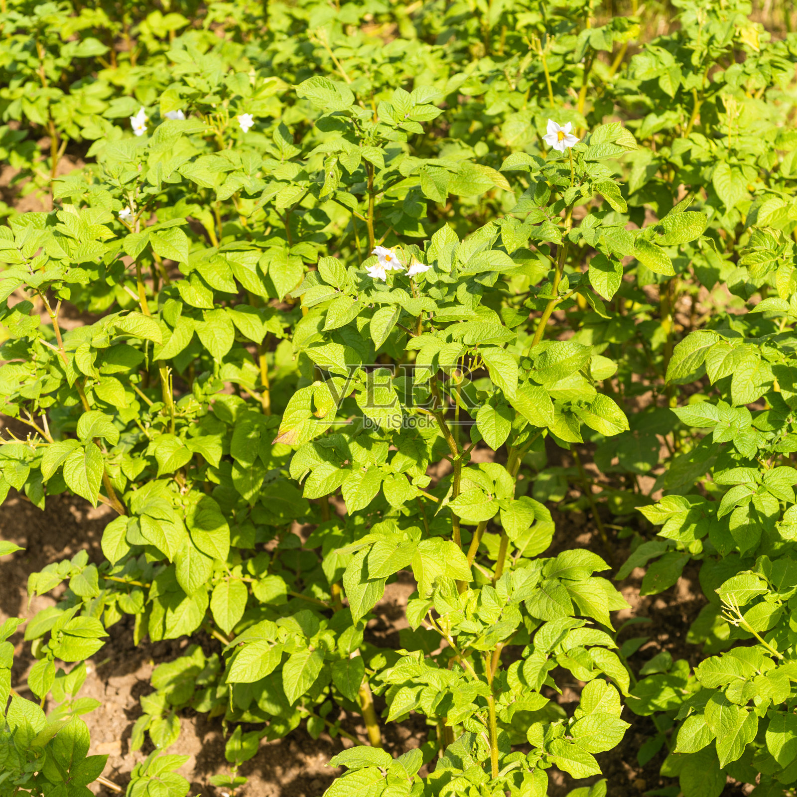 在一个阳光明媚的日子里,近距离观察一床开花的马铃薯灌木照片摄影图片
