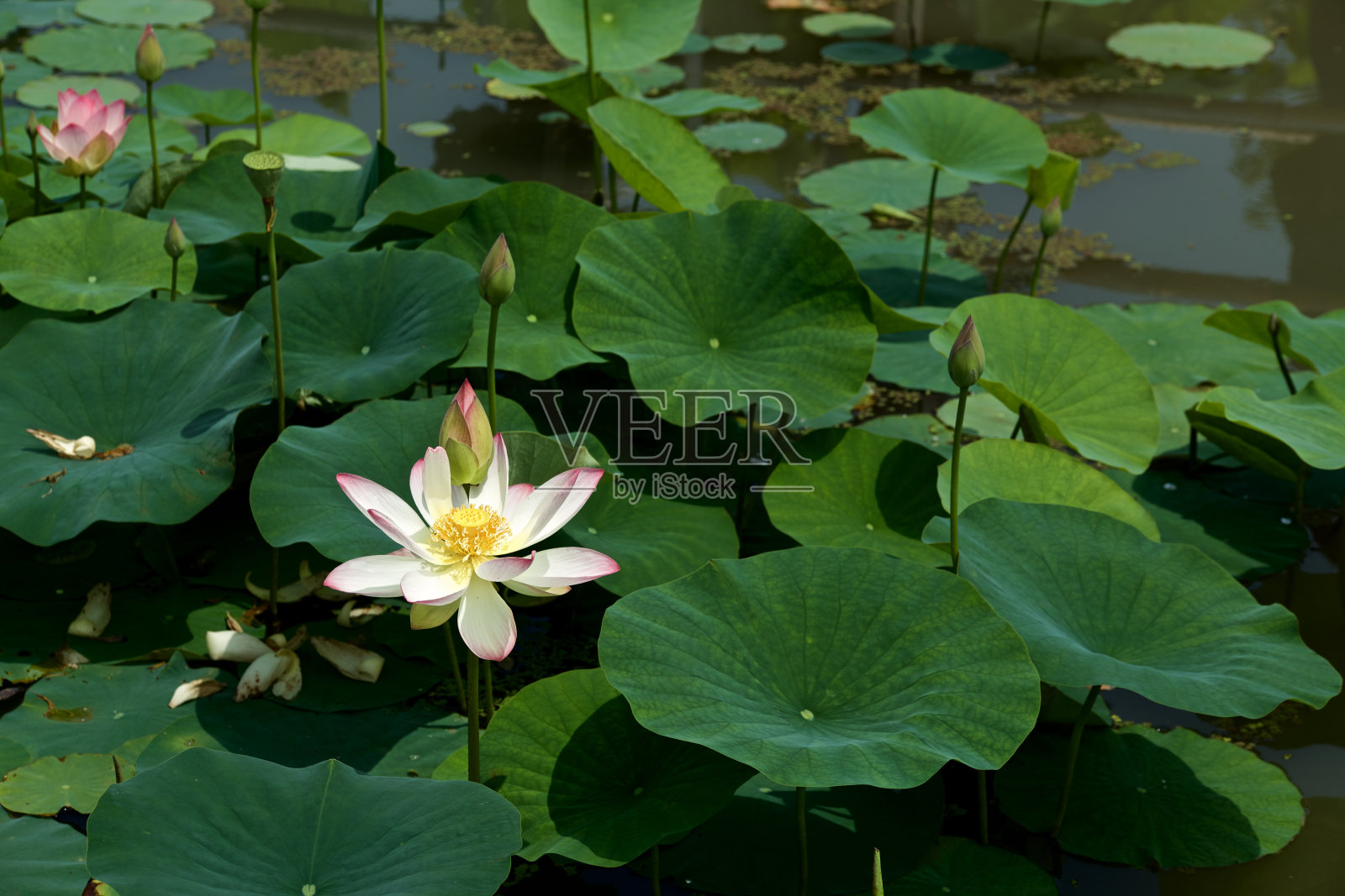 美丽的古代莲花盛开在清晨的沼泽。照片摄影图片