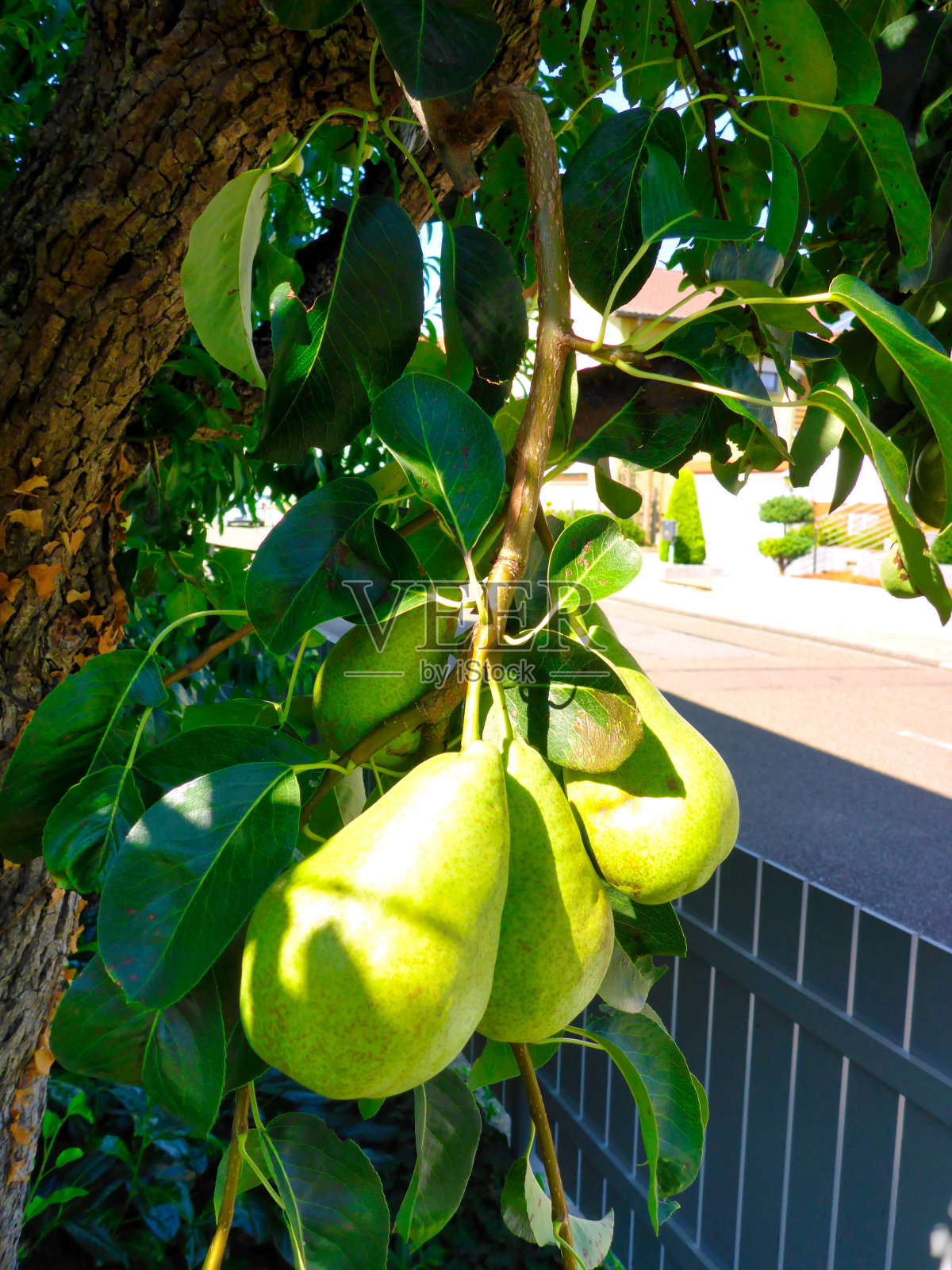成熟的梨可以收割了照片摄影图片
