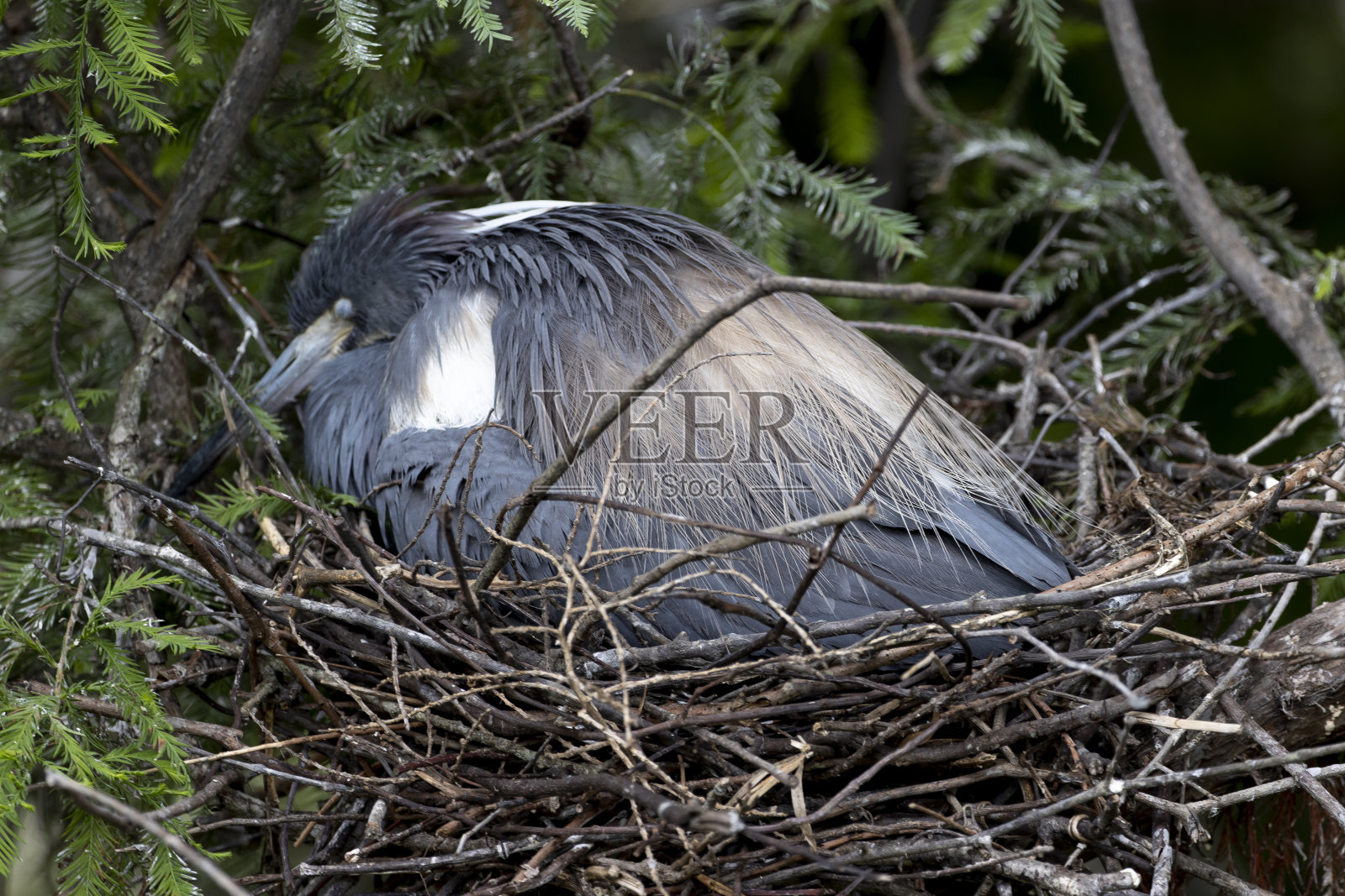 三色的鹭照片摄影图片