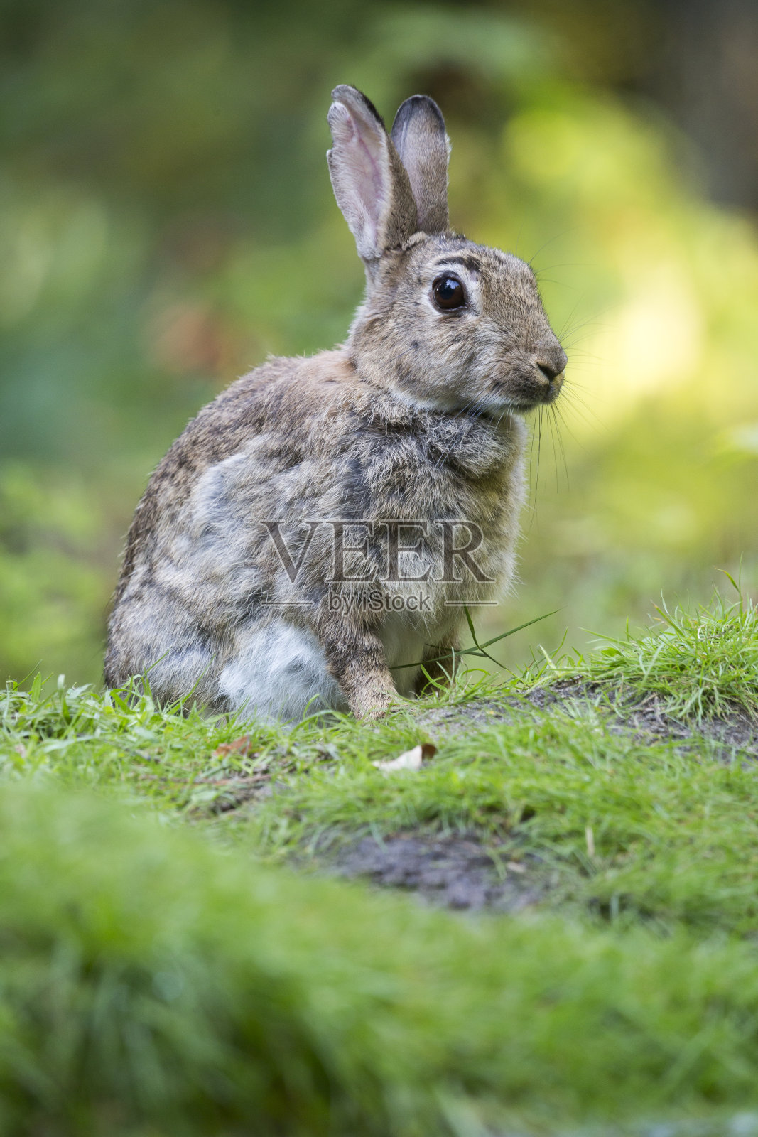 荷兰的欧洲兔(角兔角兔)照片摄影图片