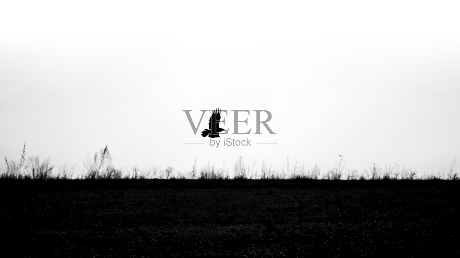 黑猛禽照片摄影图片