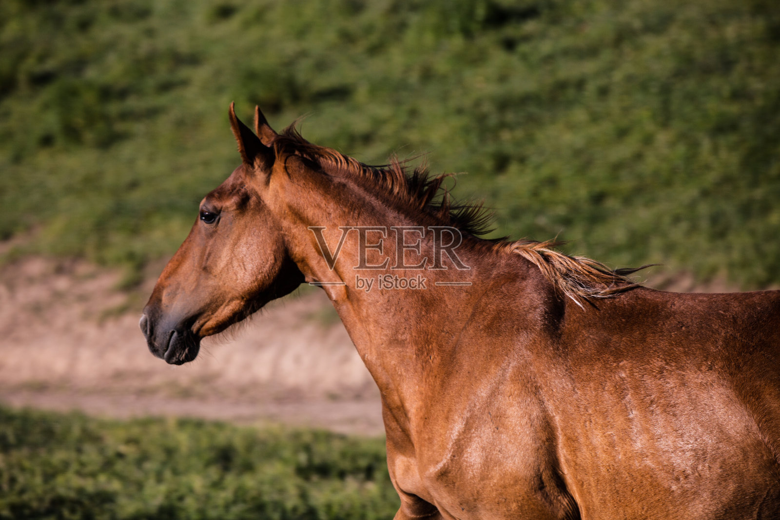黑马在场上嬉戏,散科效应照片摄影图片