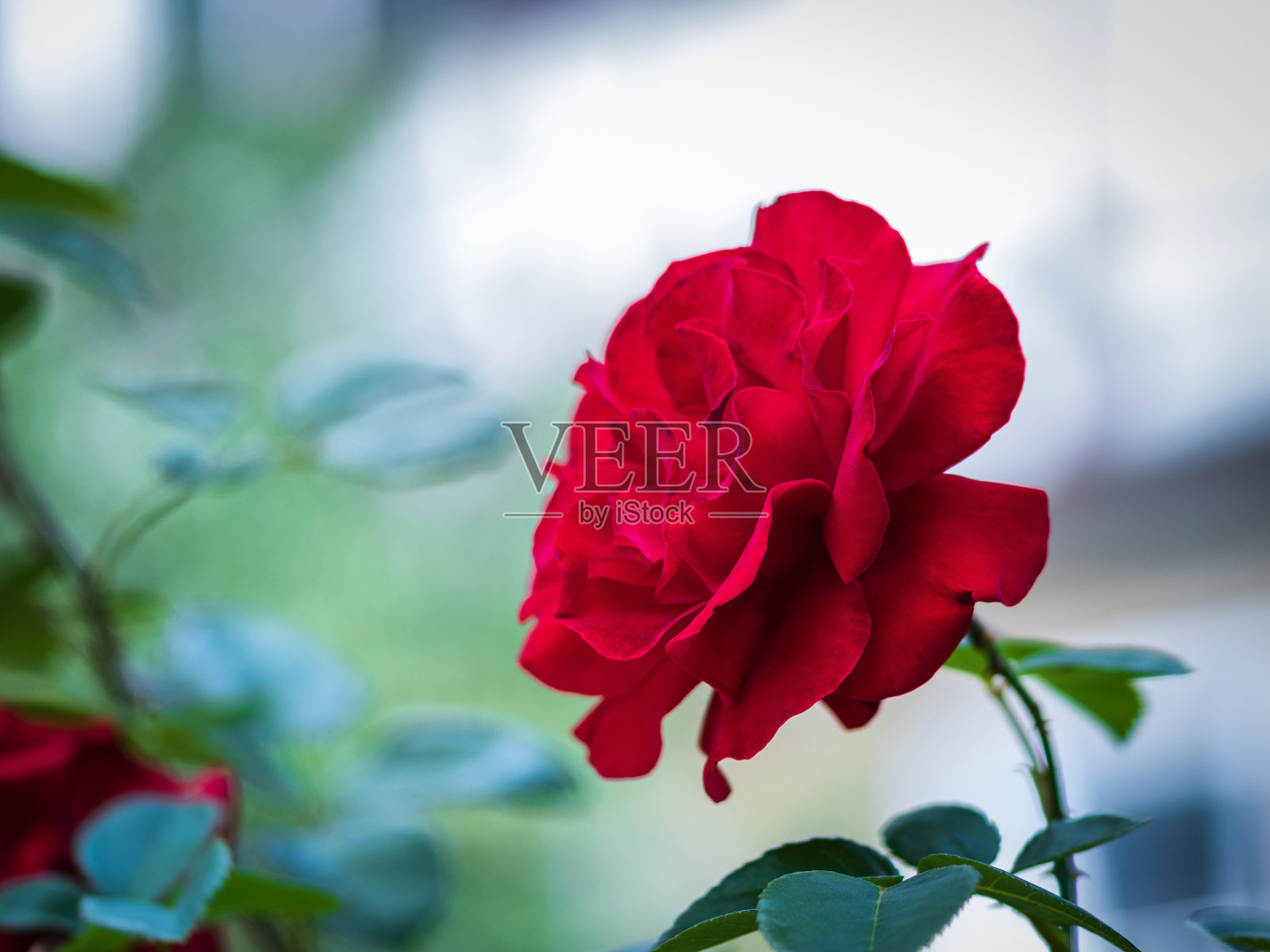 红玫瑰照片摄影图片