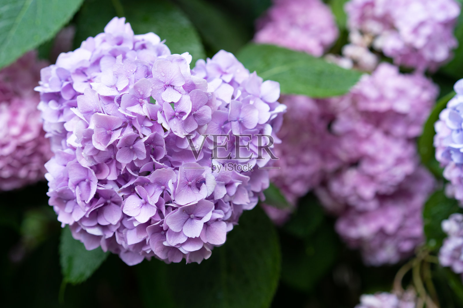 绣球花在花园里盛开照片摄影图片