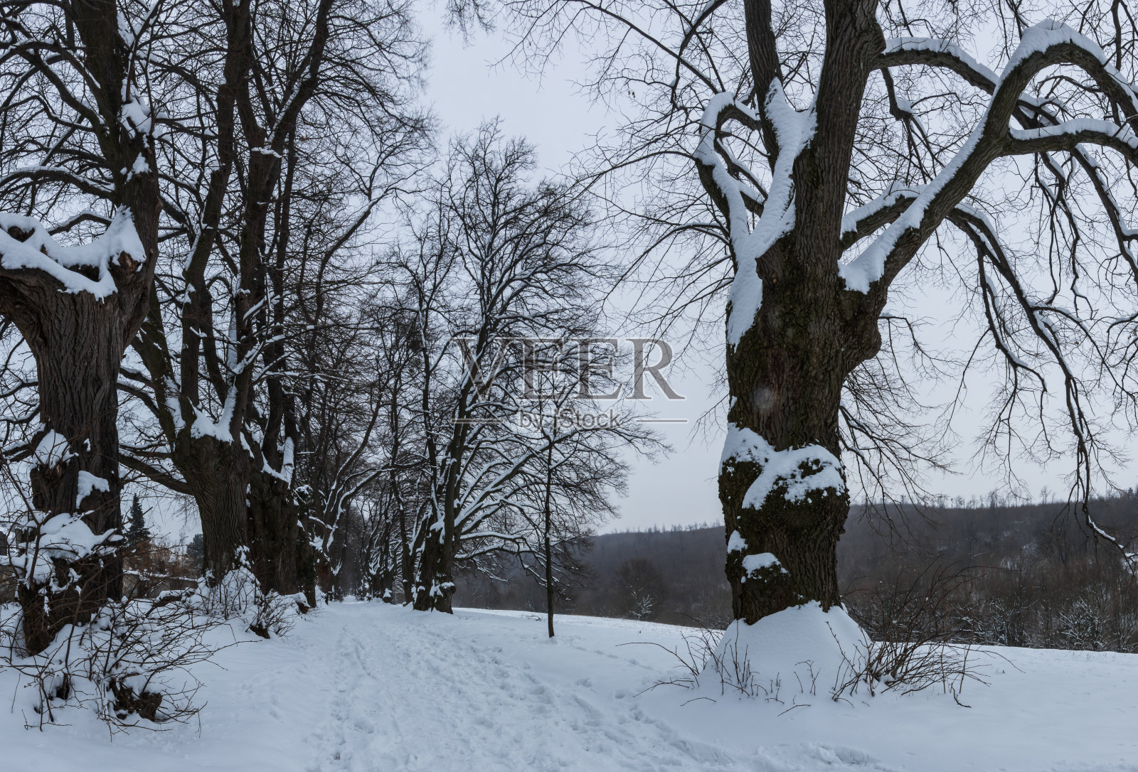 雪地里的冬季全景照片摄影图片