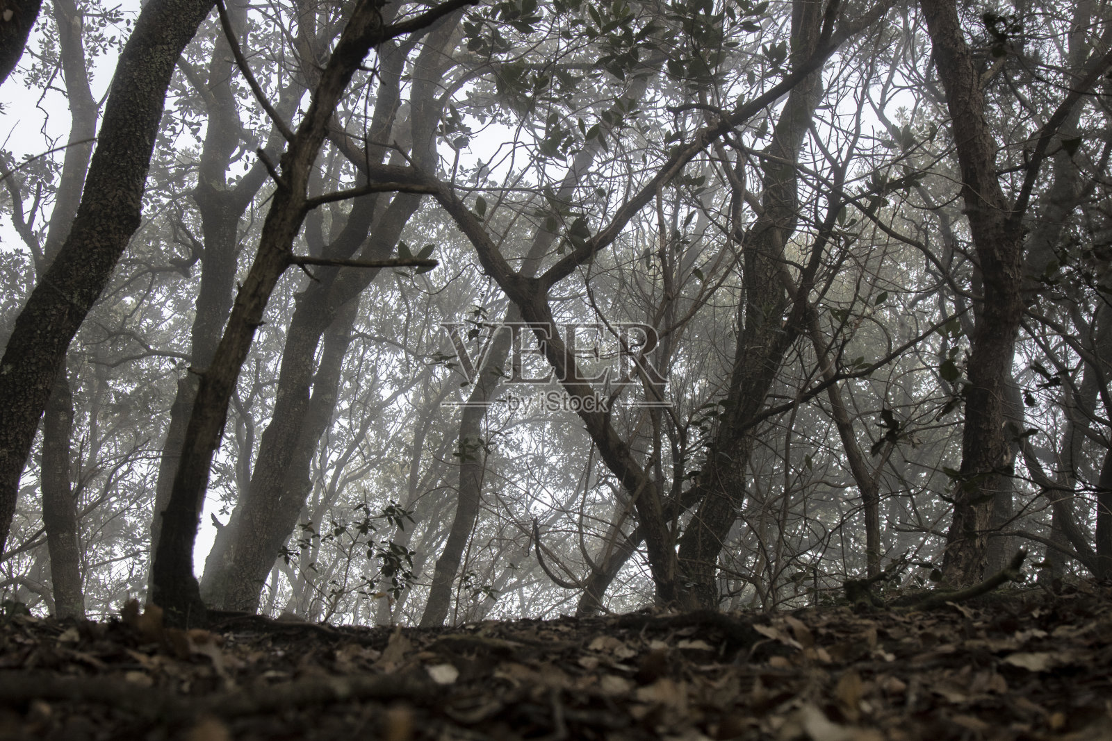 雾中的树木照片摄影图片