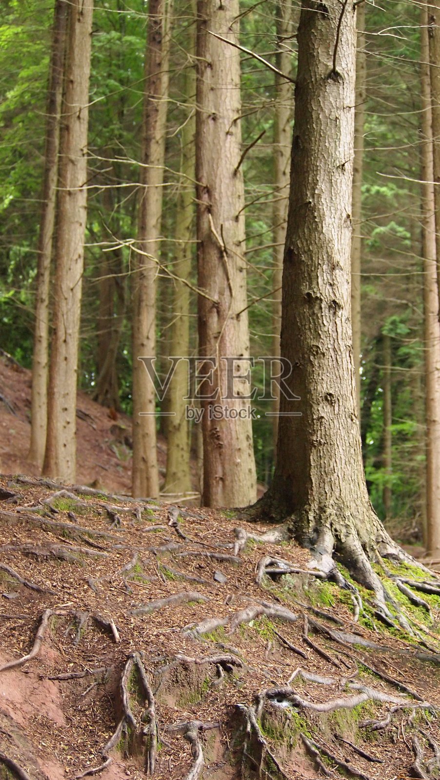 英国森林的细节视图照片摄影图片