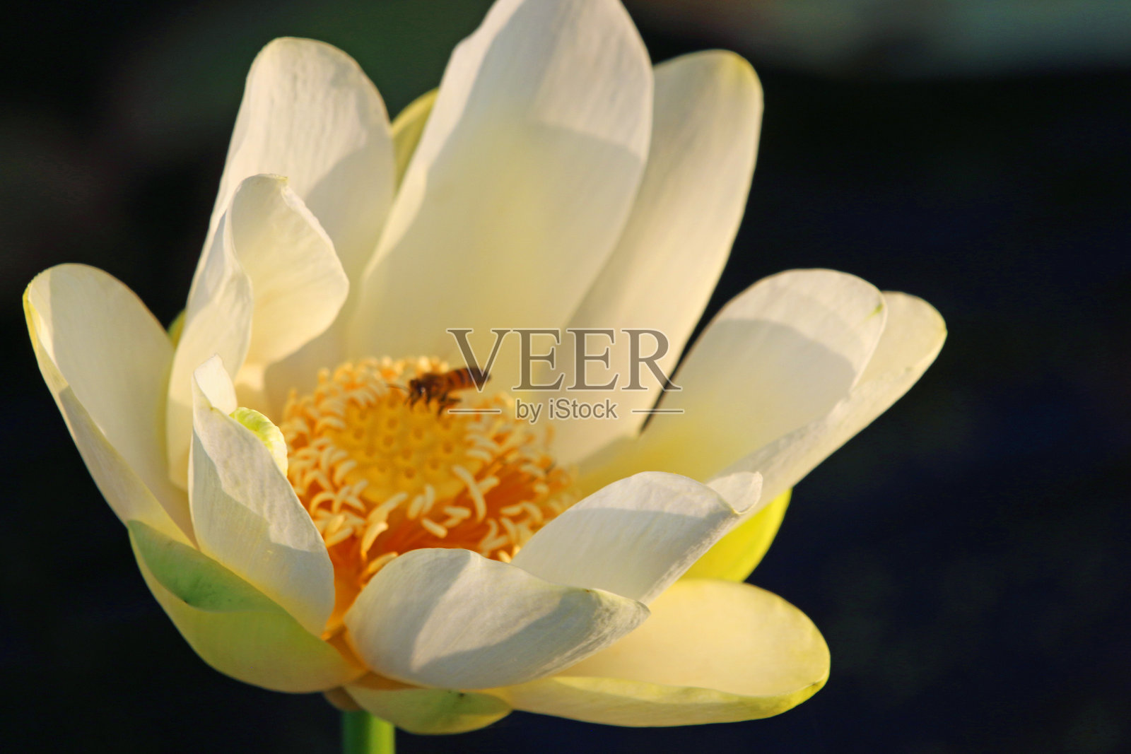 荷花被睡莲花瓣包围着照片摄影图片