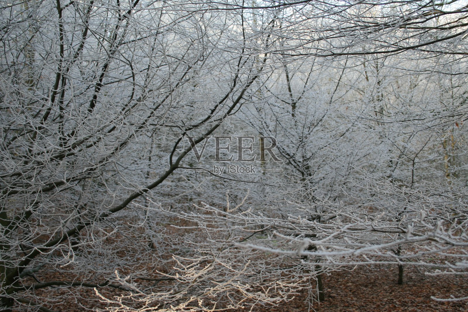 冬天照片摄影图片